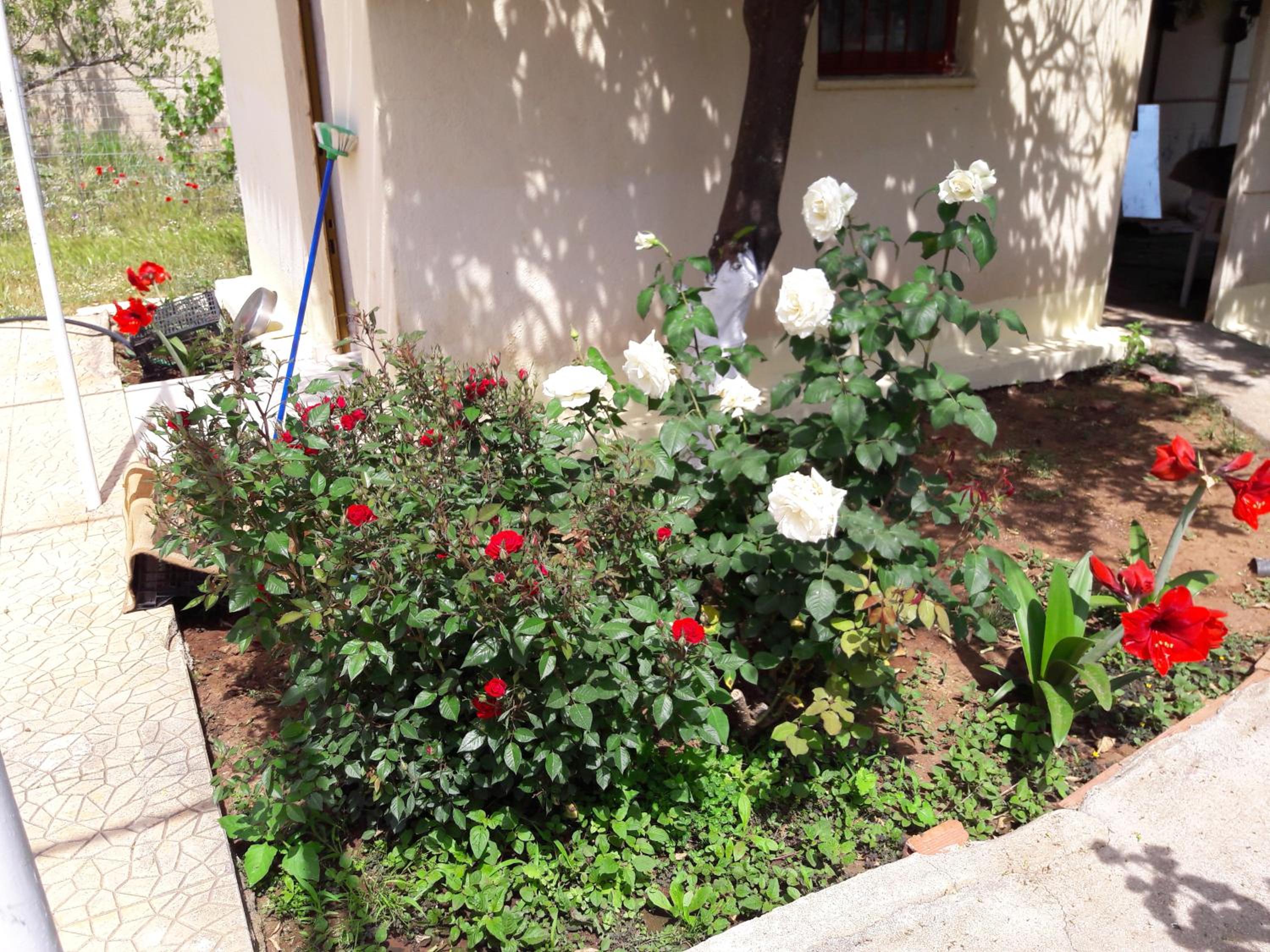 The Roses House