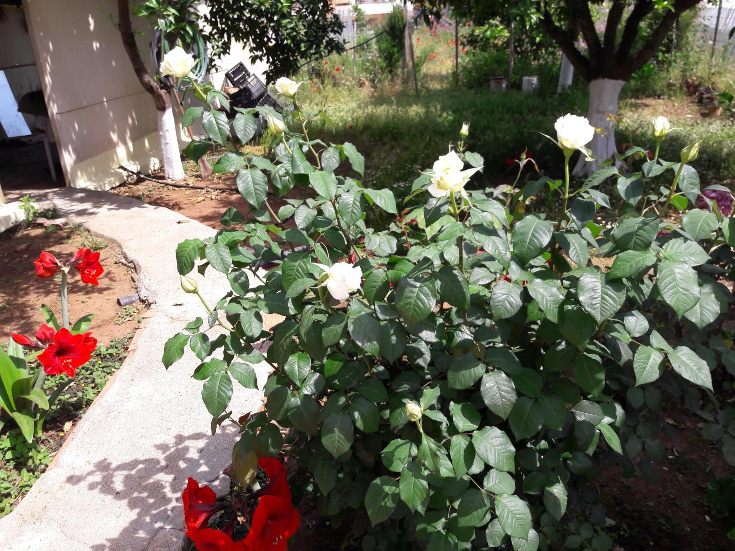 The Roses House