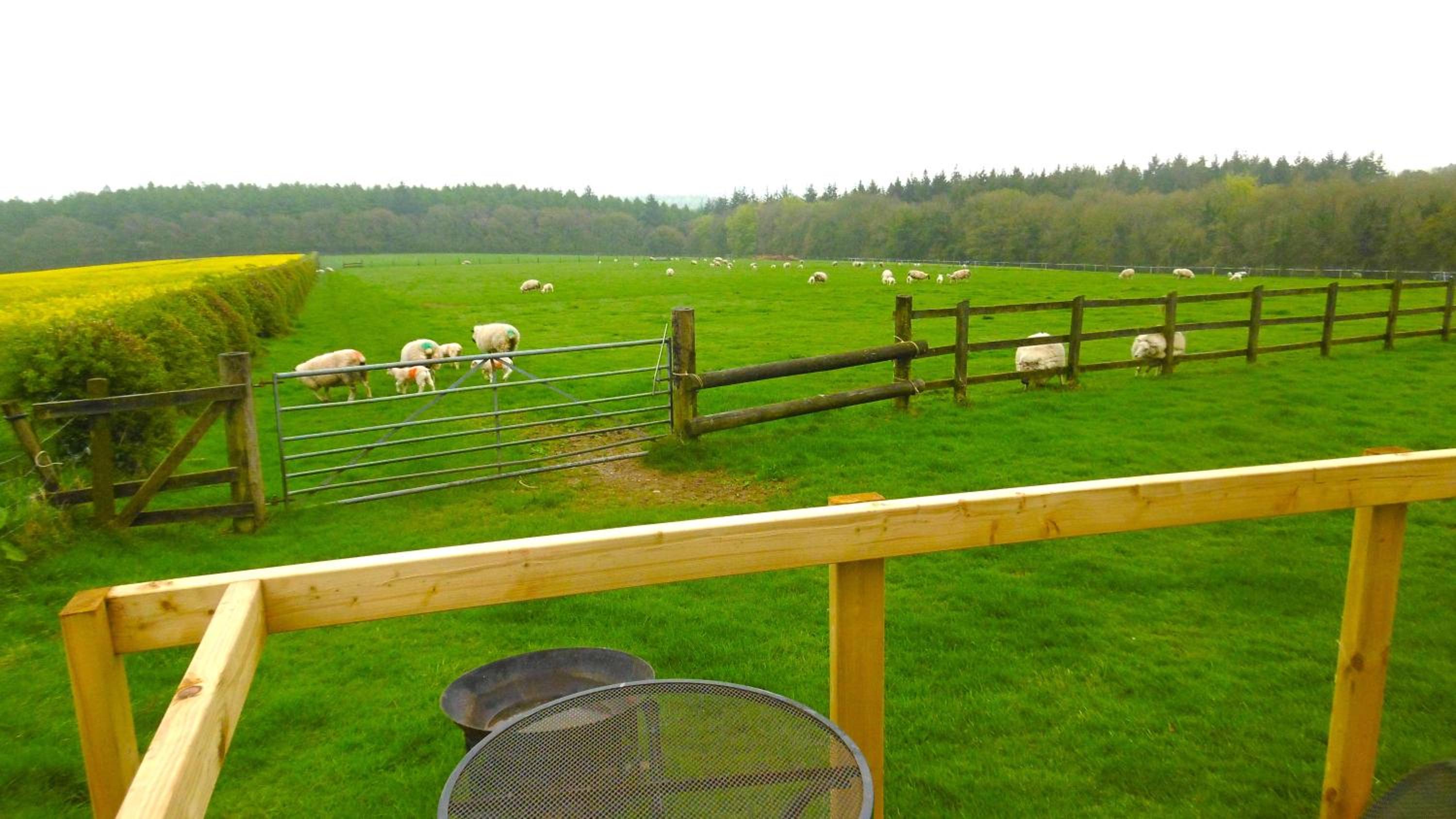 Shepherd's Hut view 4
