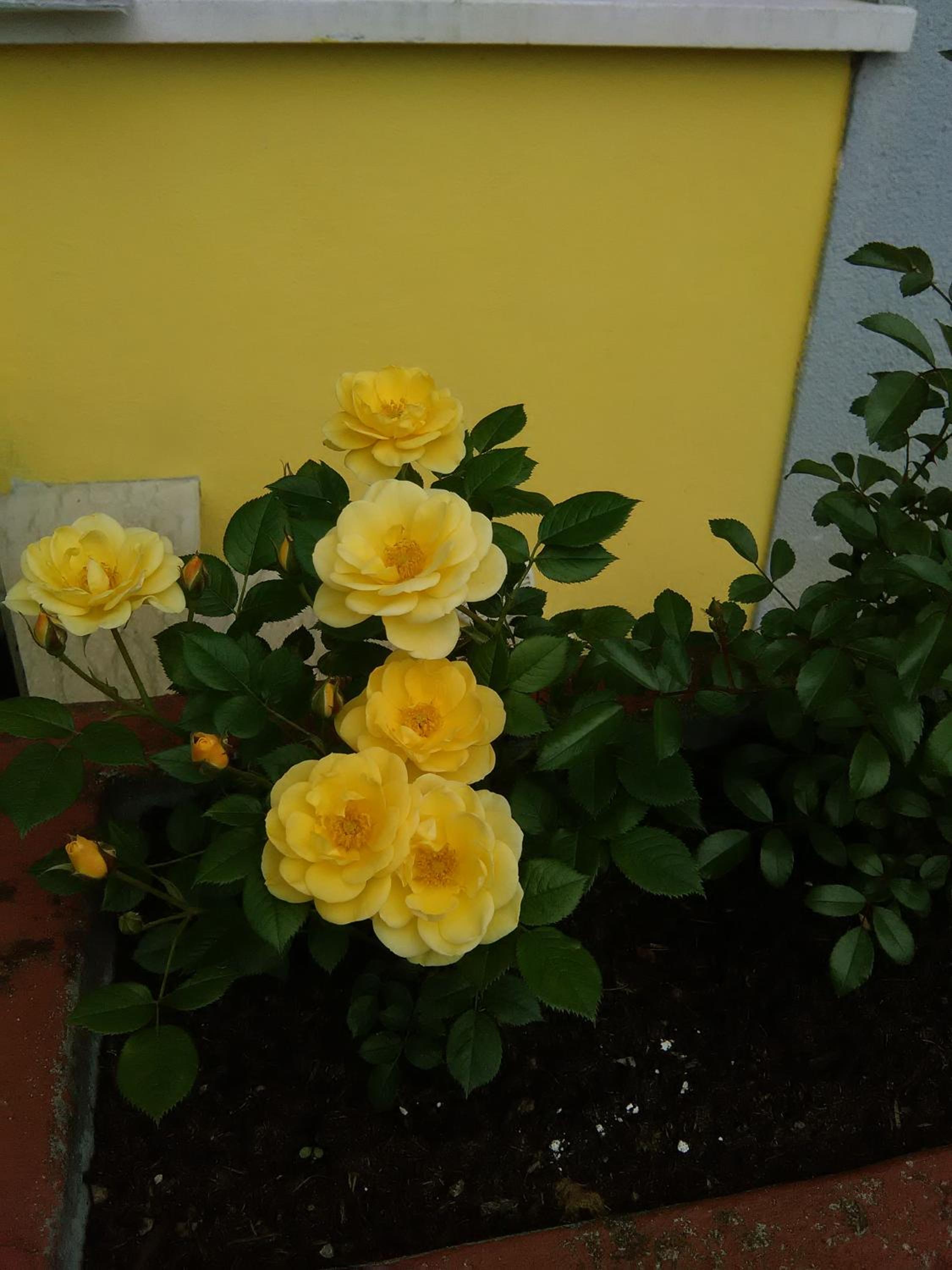 B&B Tisoi
