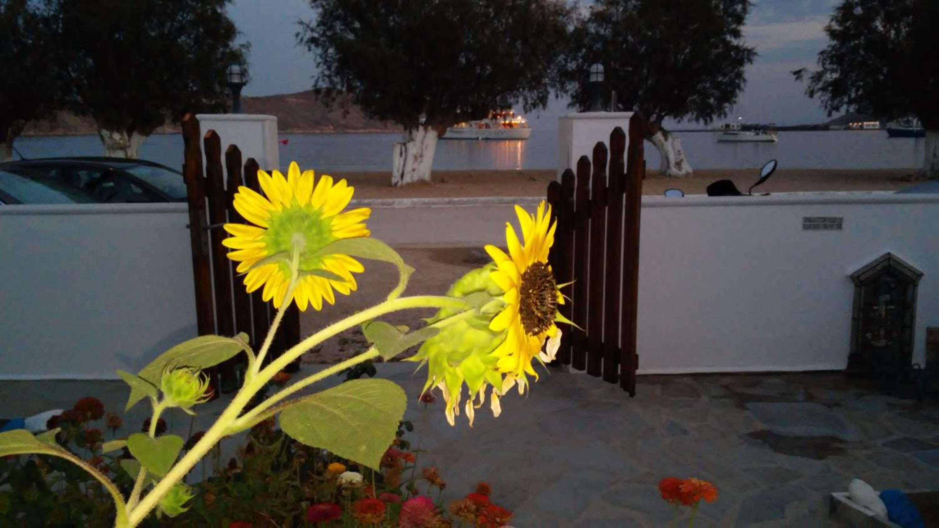 Photo 41
