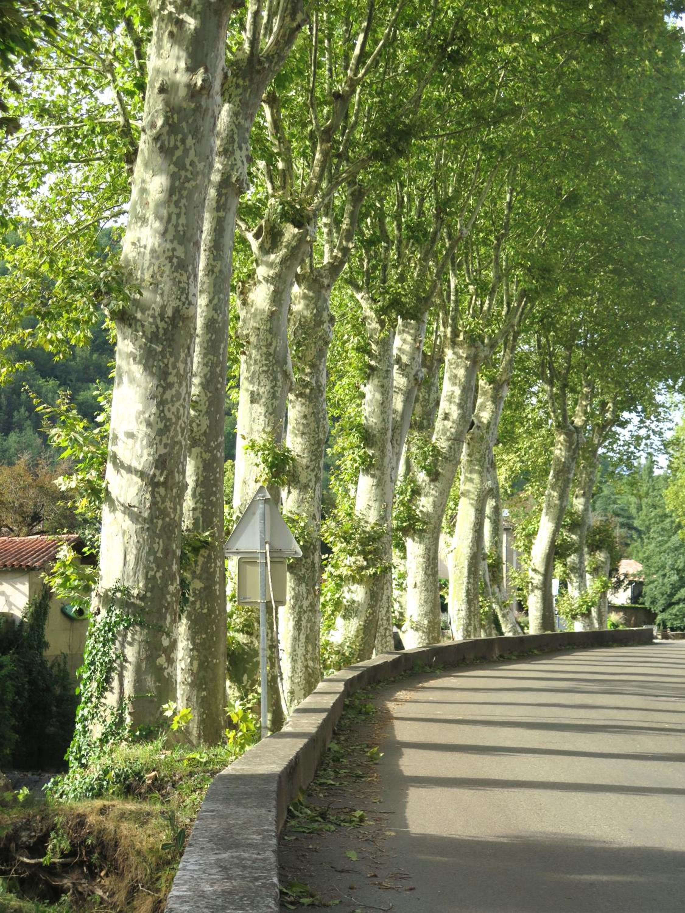 Photo 42