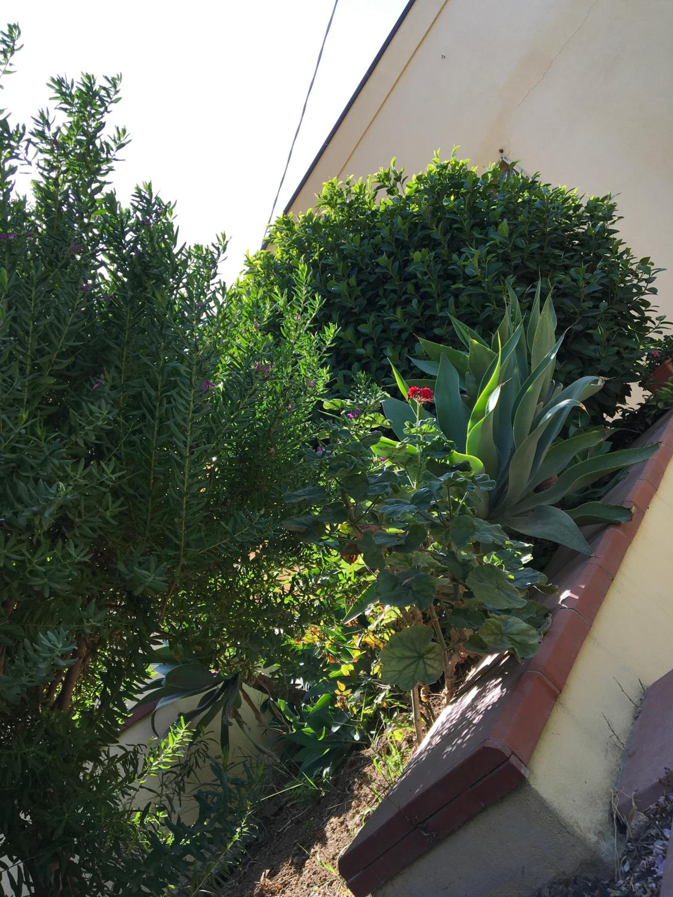 Poggio Delle Palme