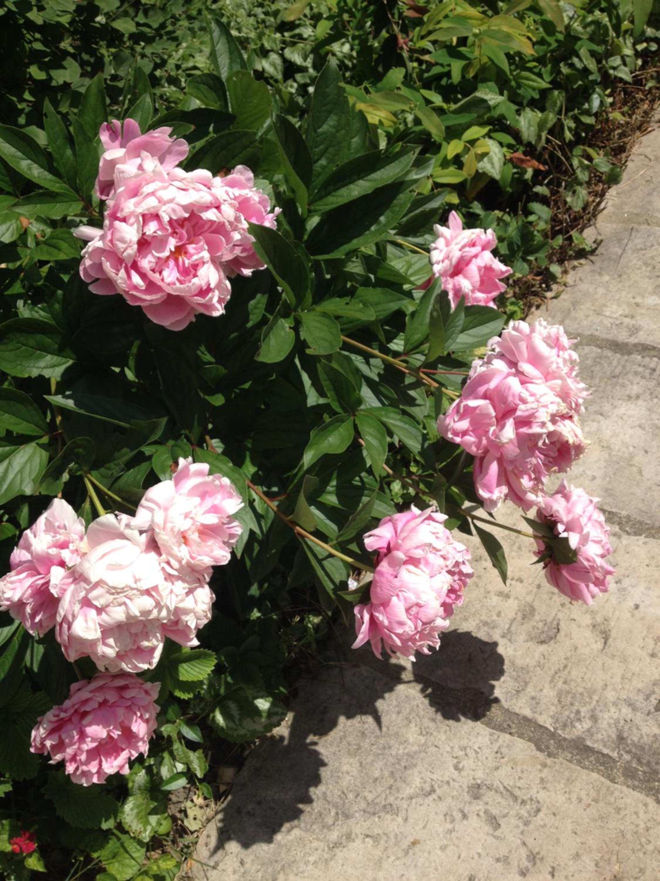 Photo 42