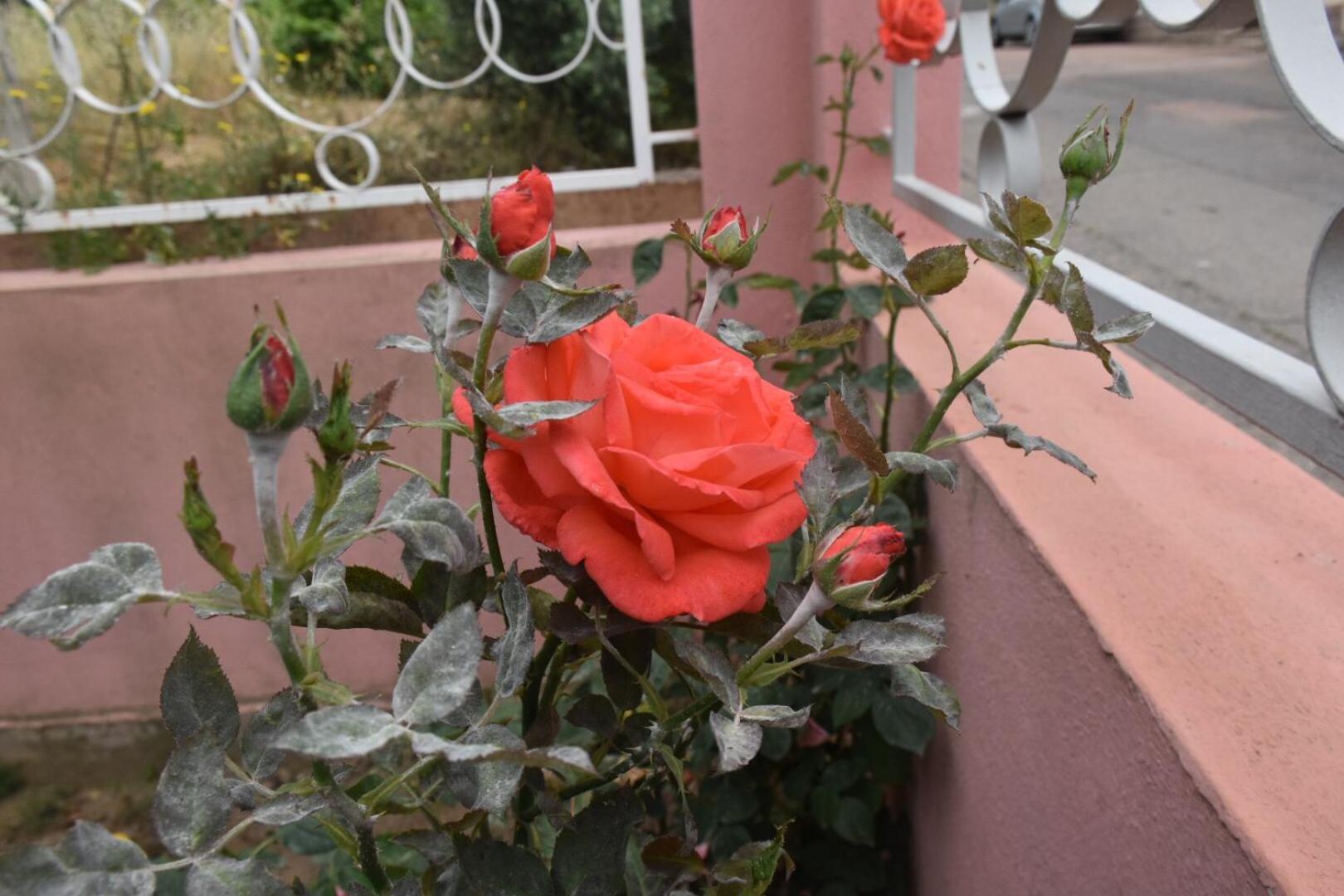 Photo 30