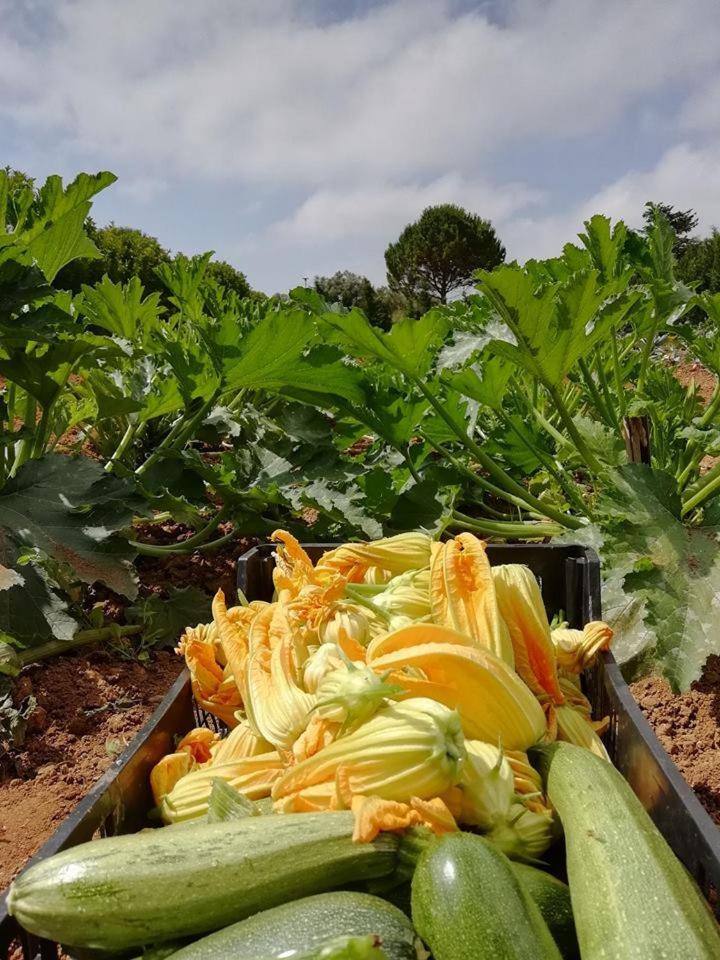 Agriturismo Massaro Pietro