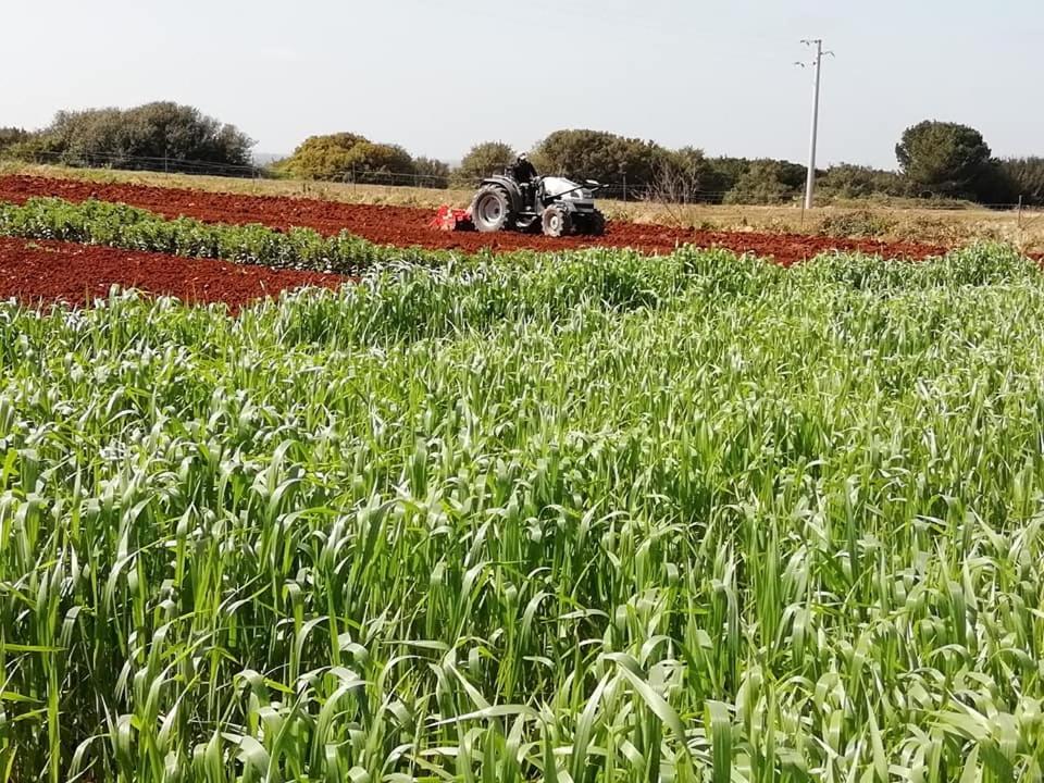 Agriturismo Massaro Pietro