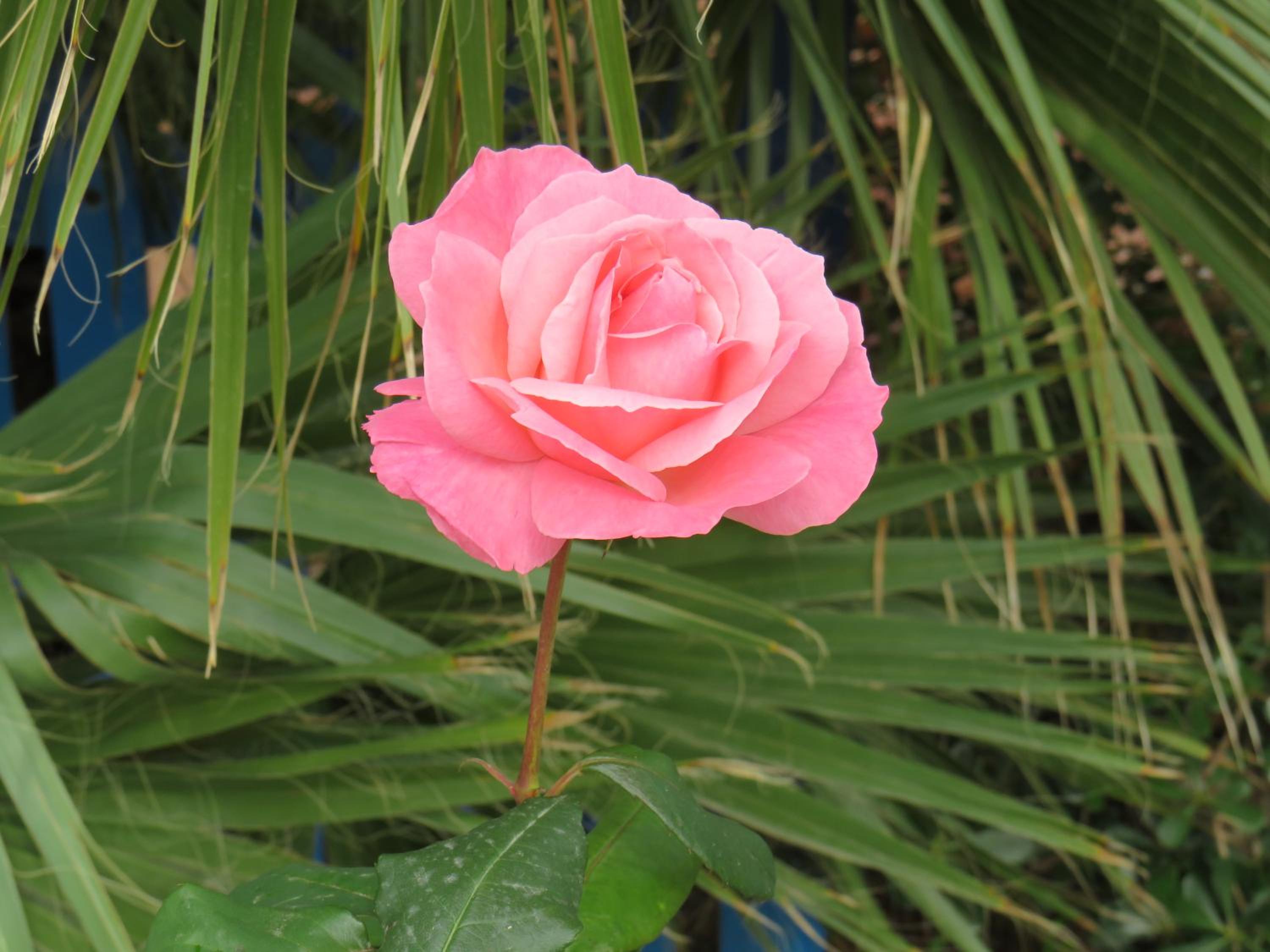 Photo 49