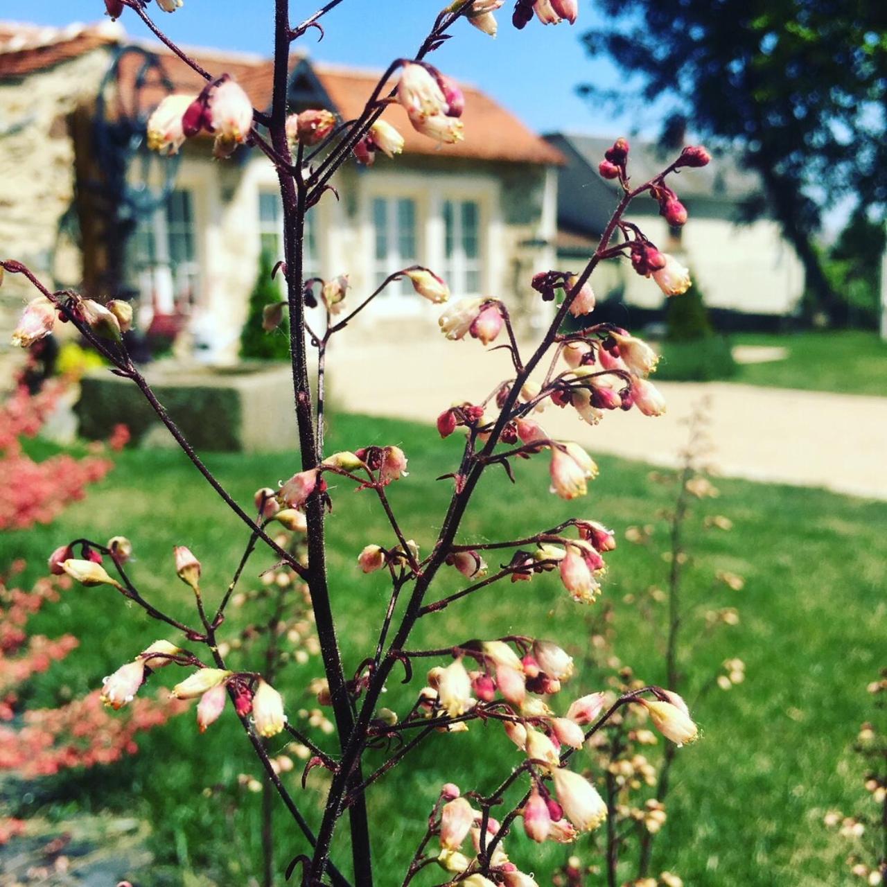 Le Petit Château des Cedres