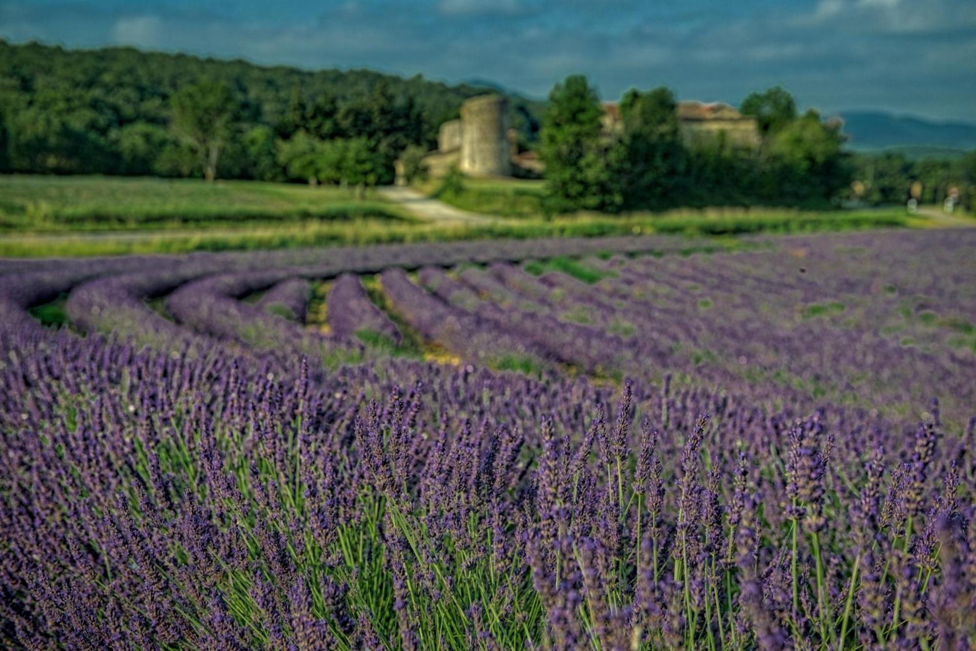 Les Hirondelles