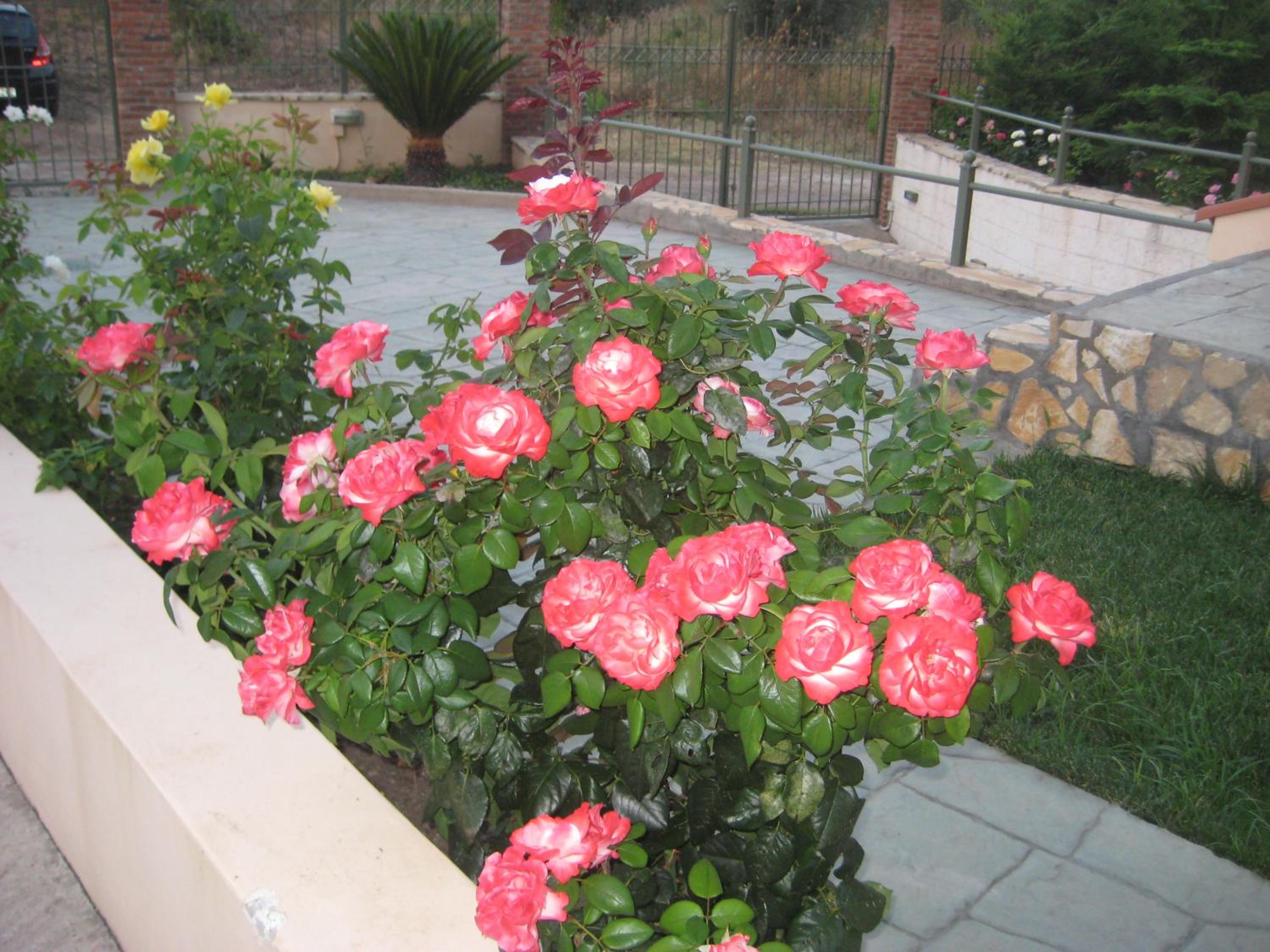 Photo 46