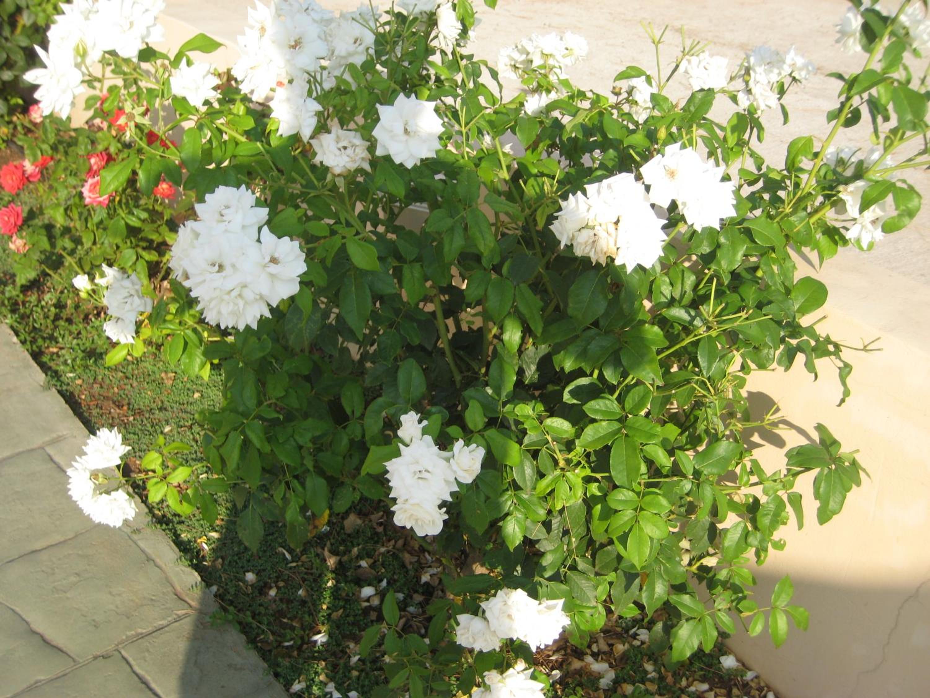 Photo 49