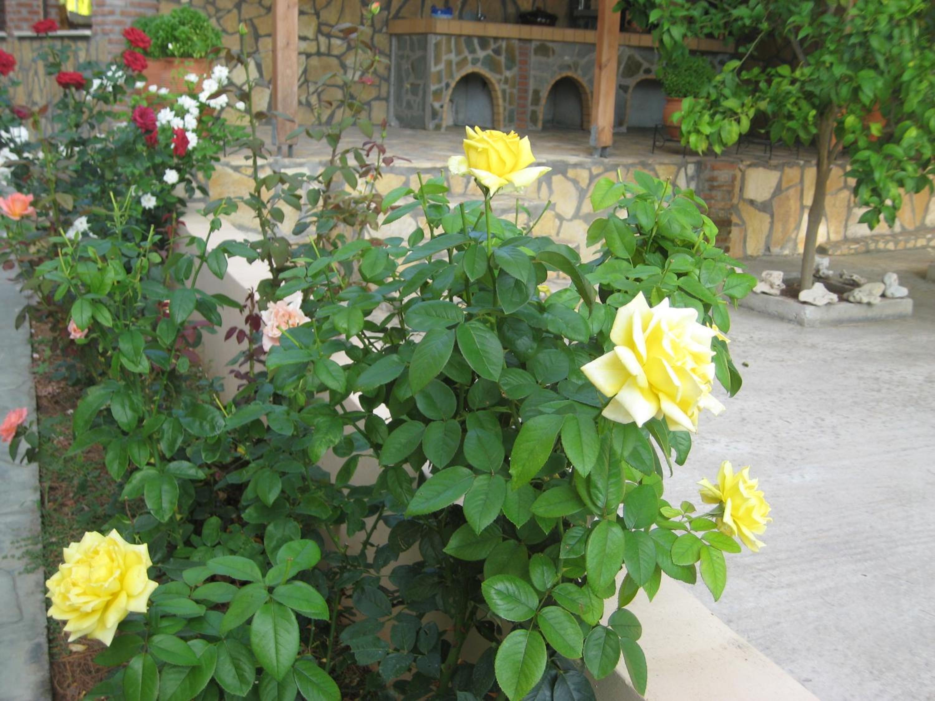 Photo 48