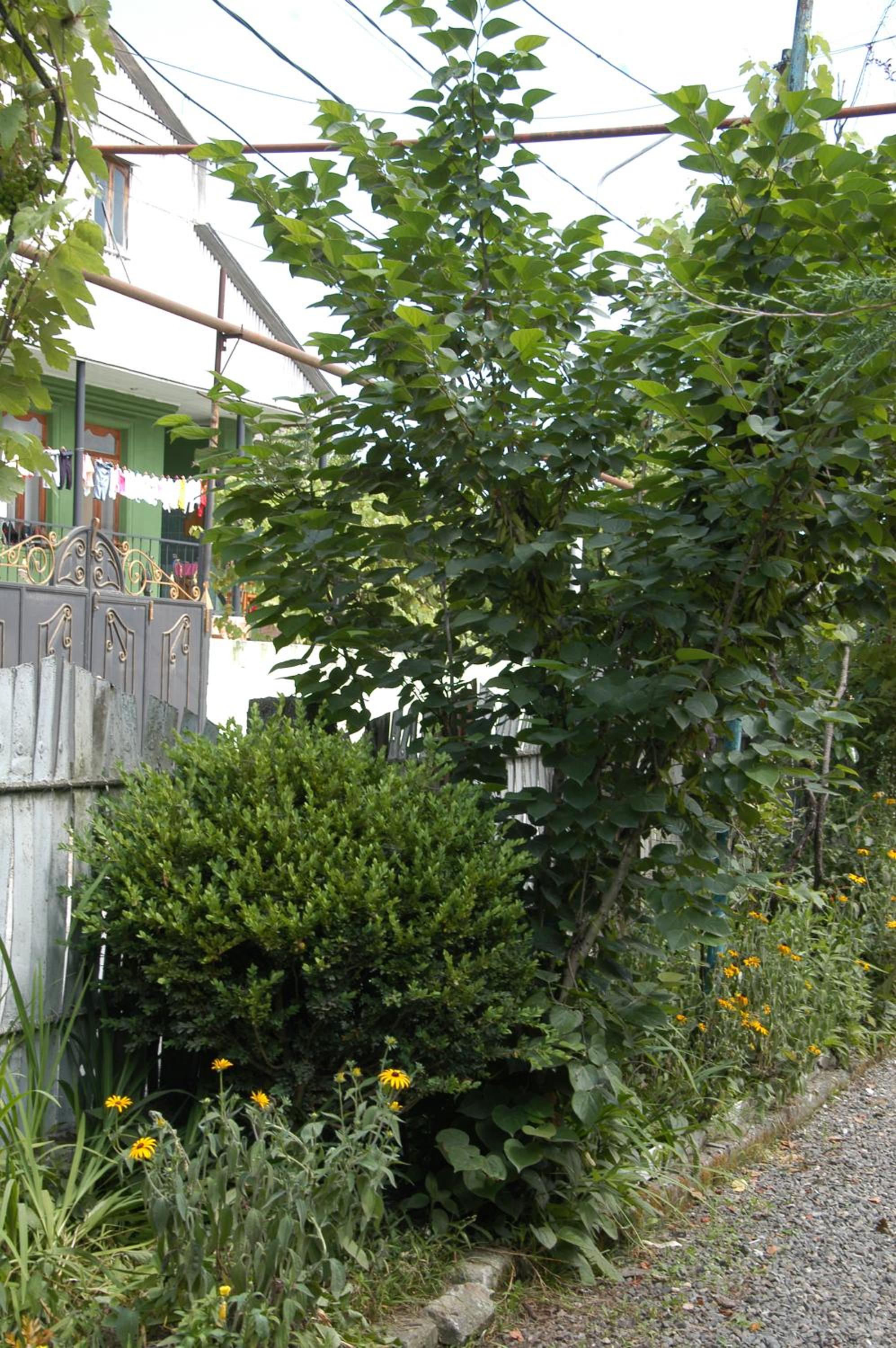 Photo 29