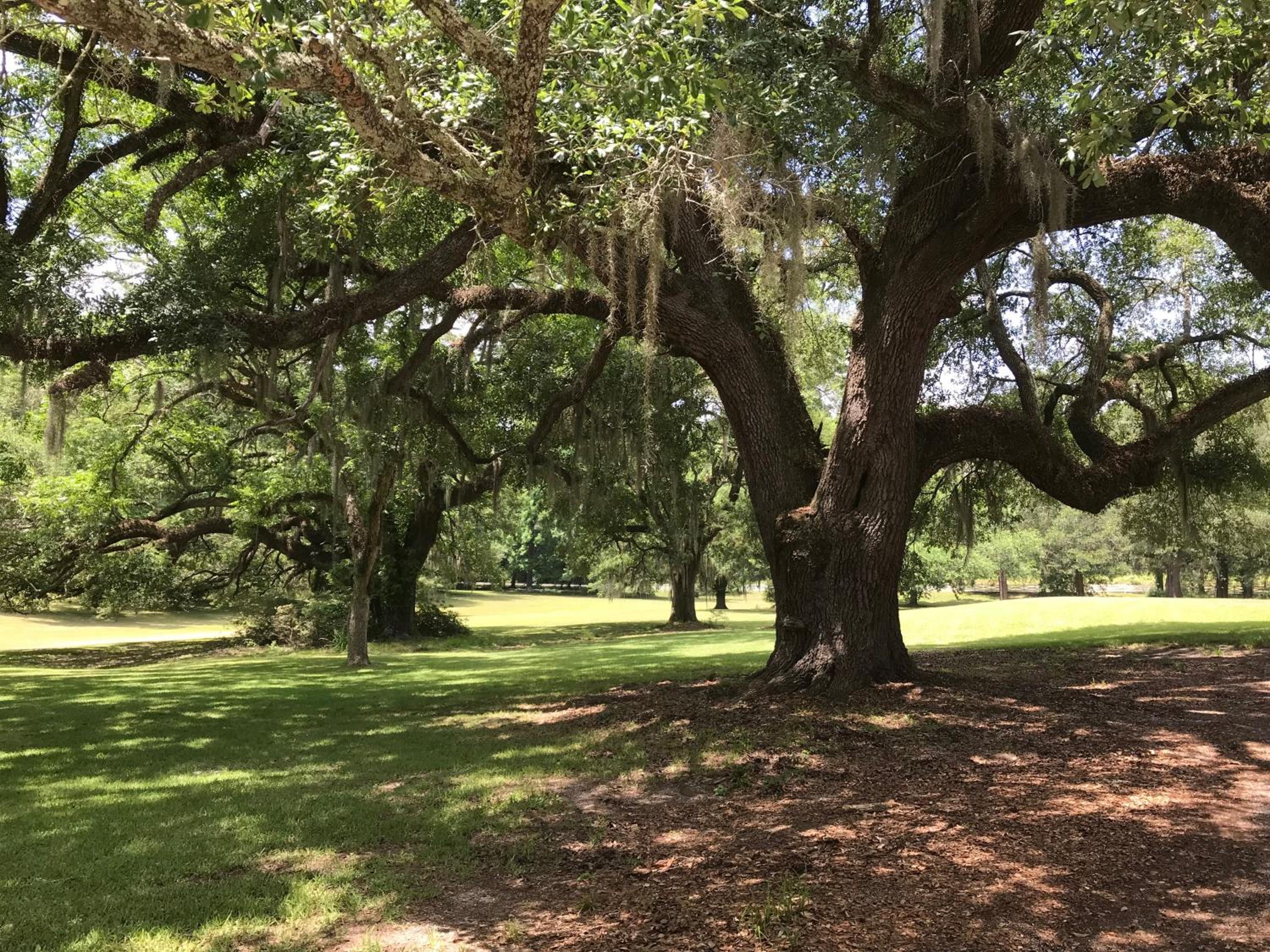 Canemount Plantation Inn view 3