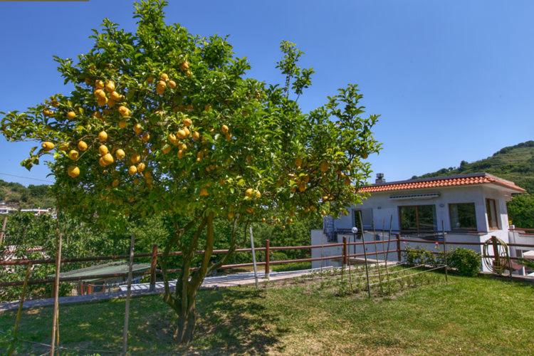 Le Castagne Apartments Ischia