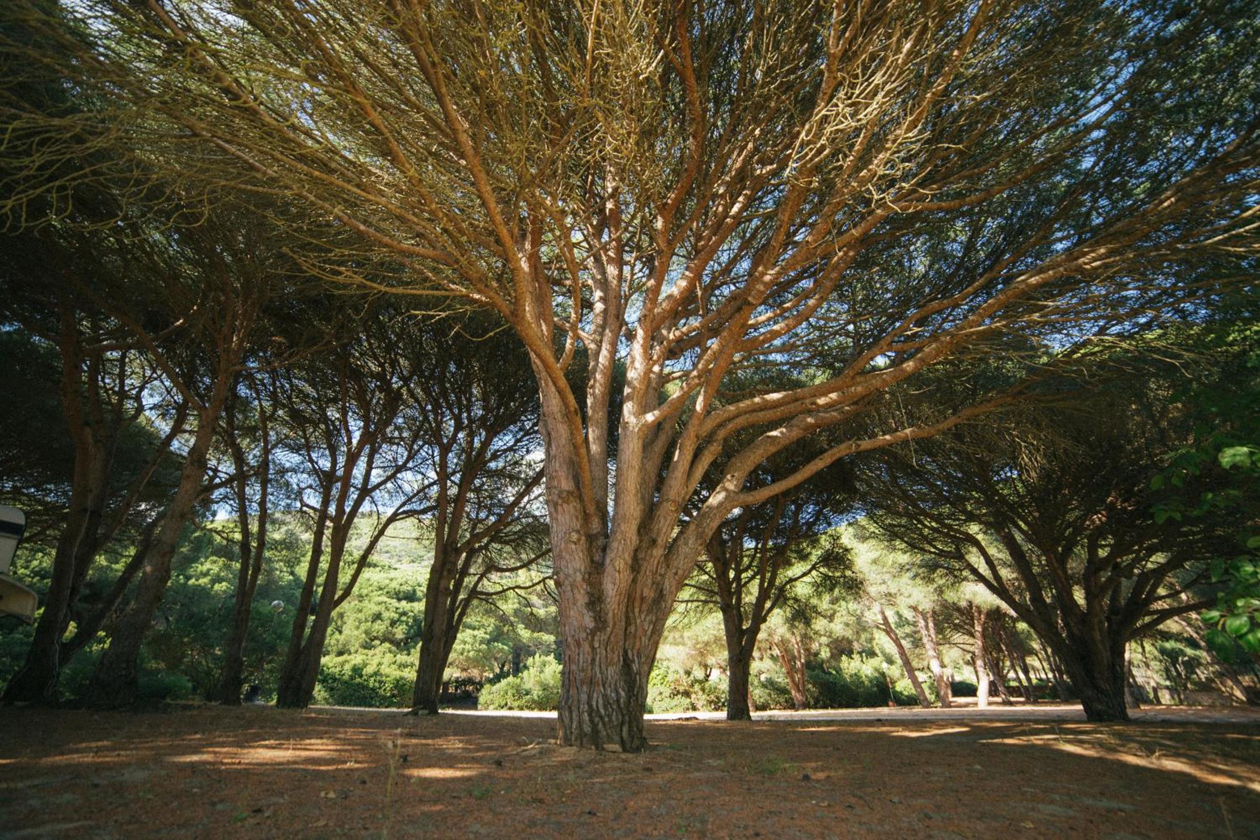 Kampaoh Los Caños photo 5