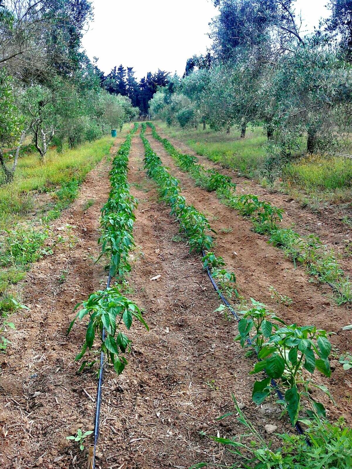 Agriturismo Massaro Pietro