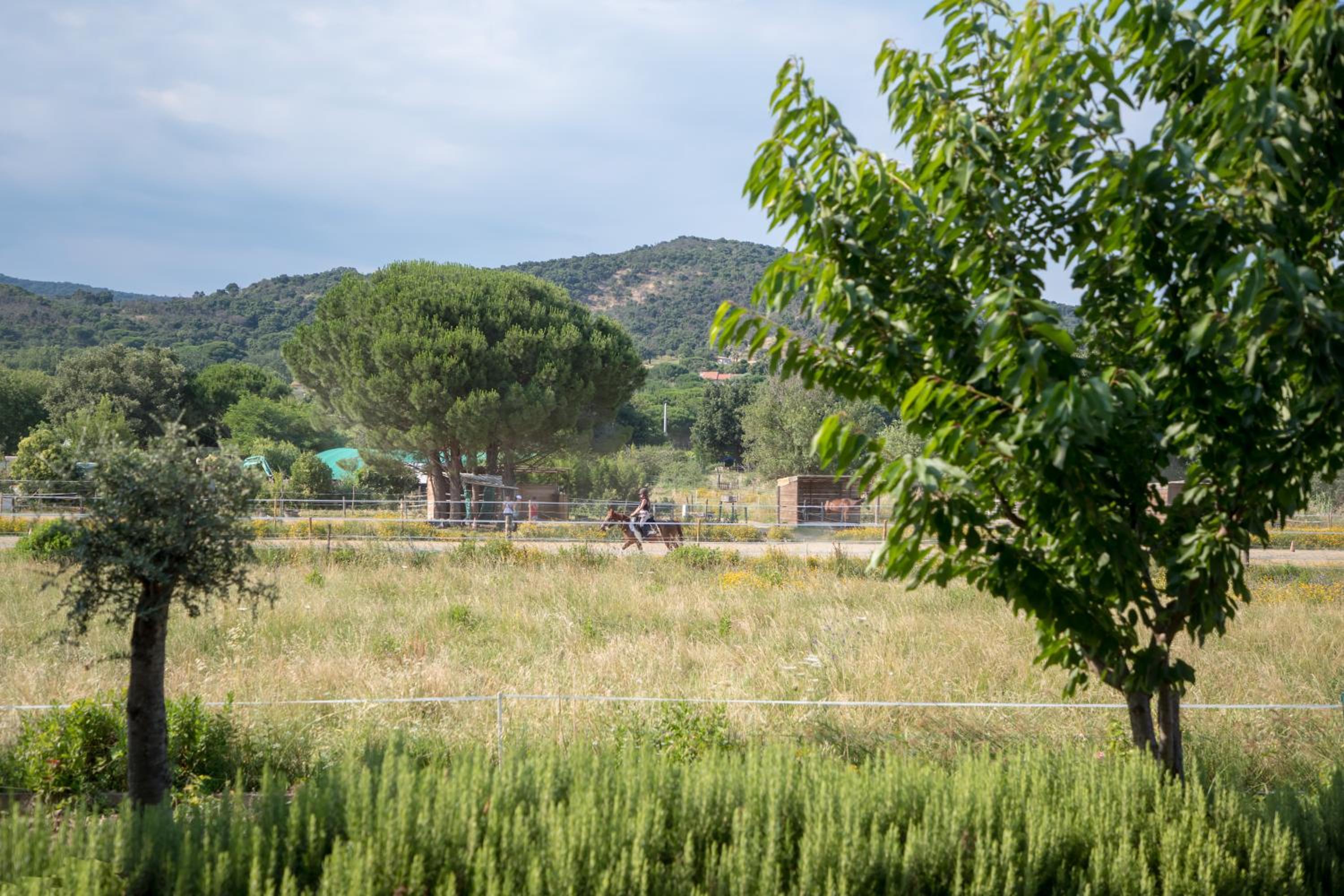 Mas le Chêne
