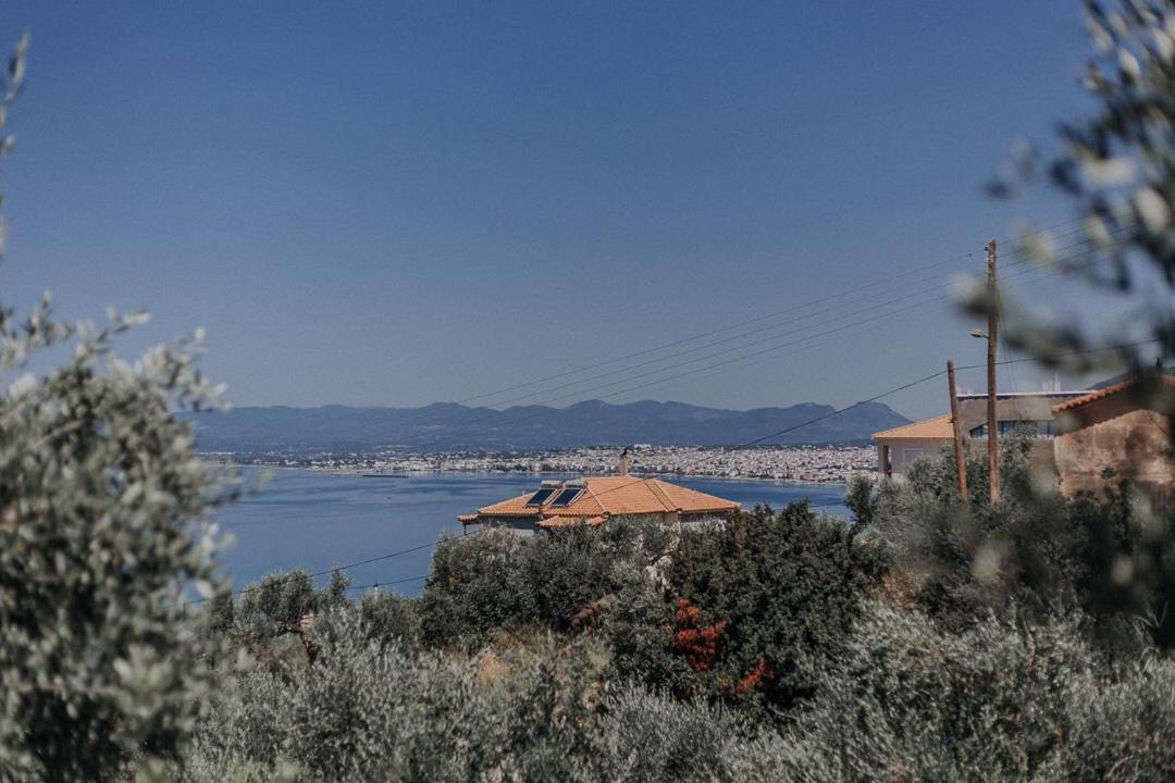 Eleutheria photo 4