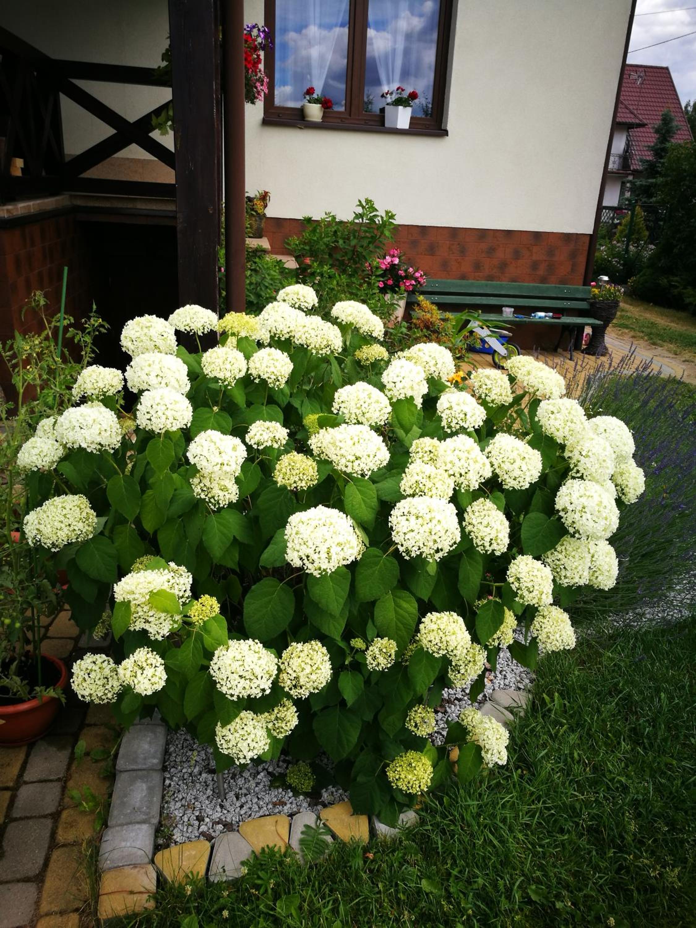 Photo 44