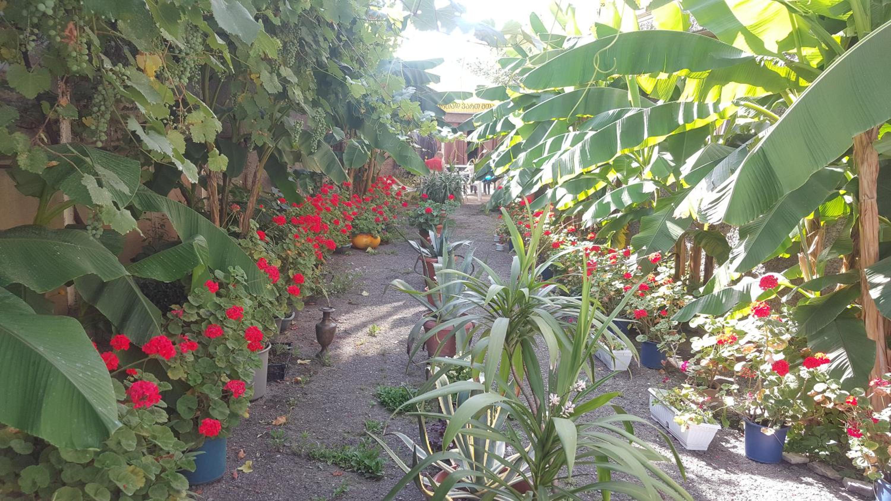 Guest House Cico