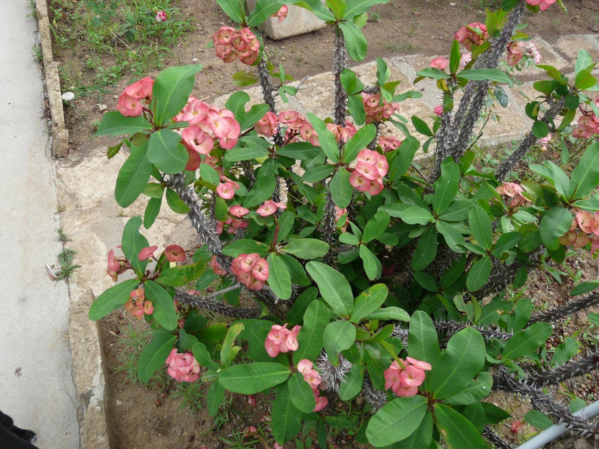 Photo 28