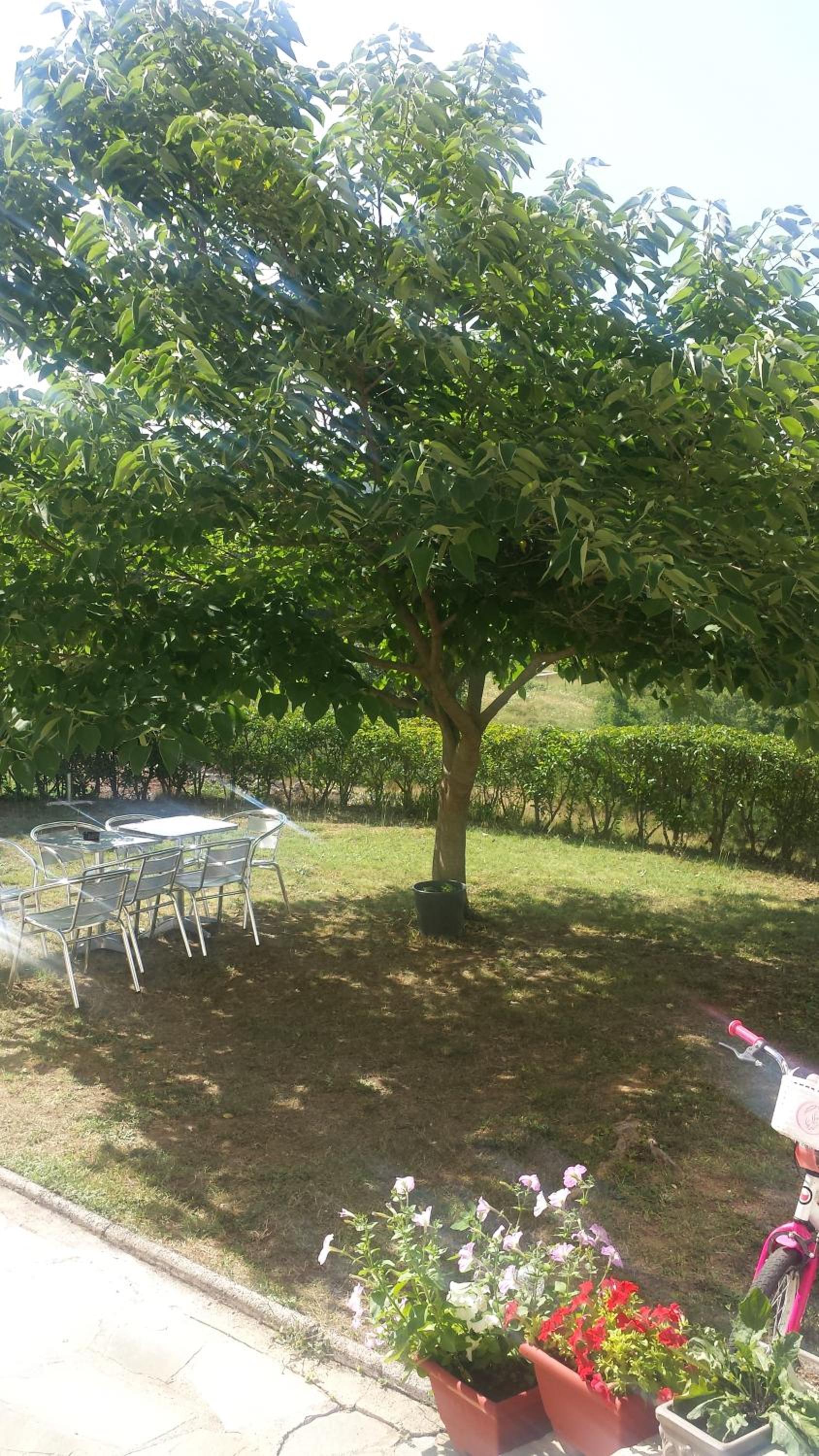 Panorama Kakopleyri Kalabakas