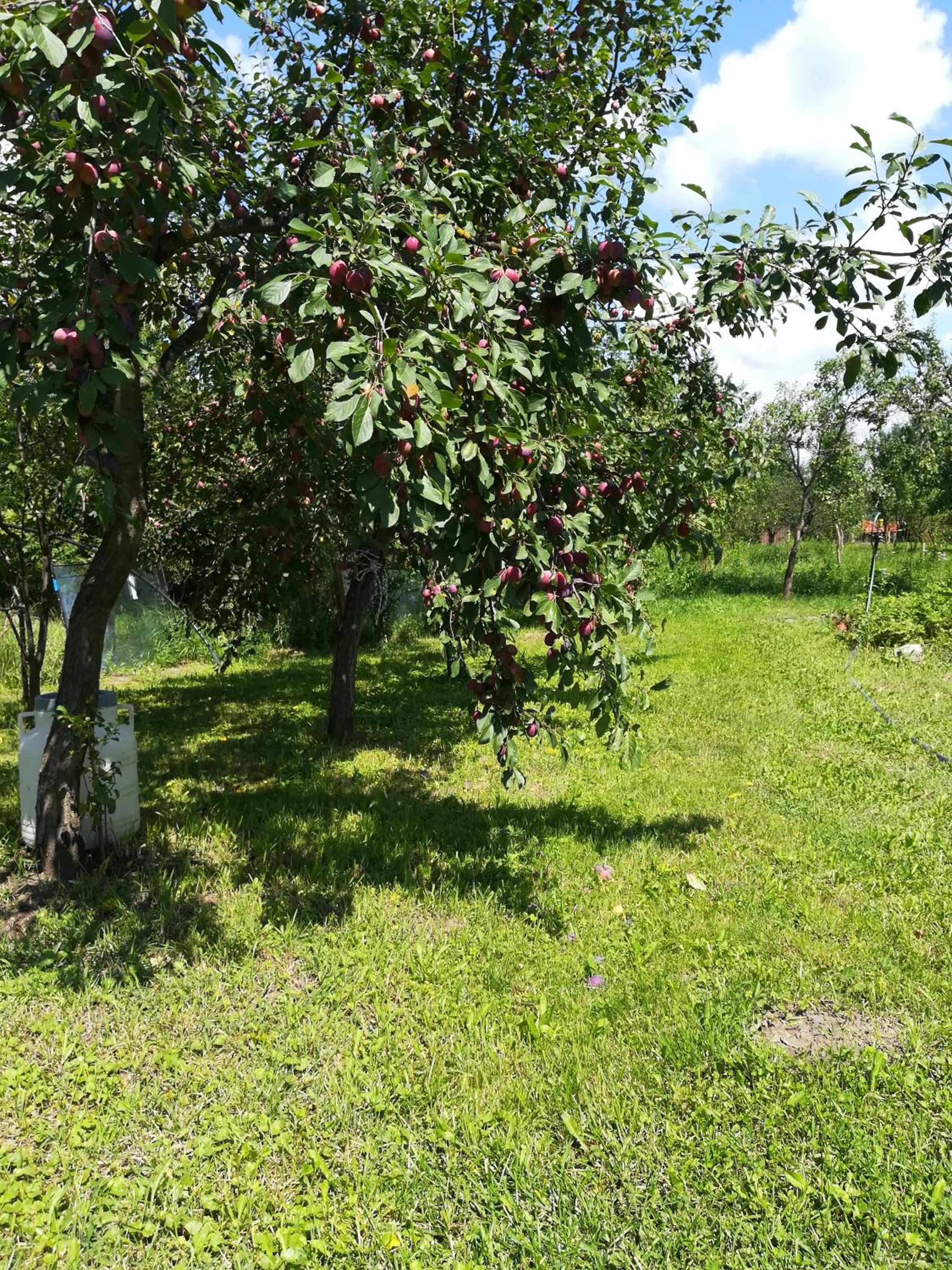 Photo 44