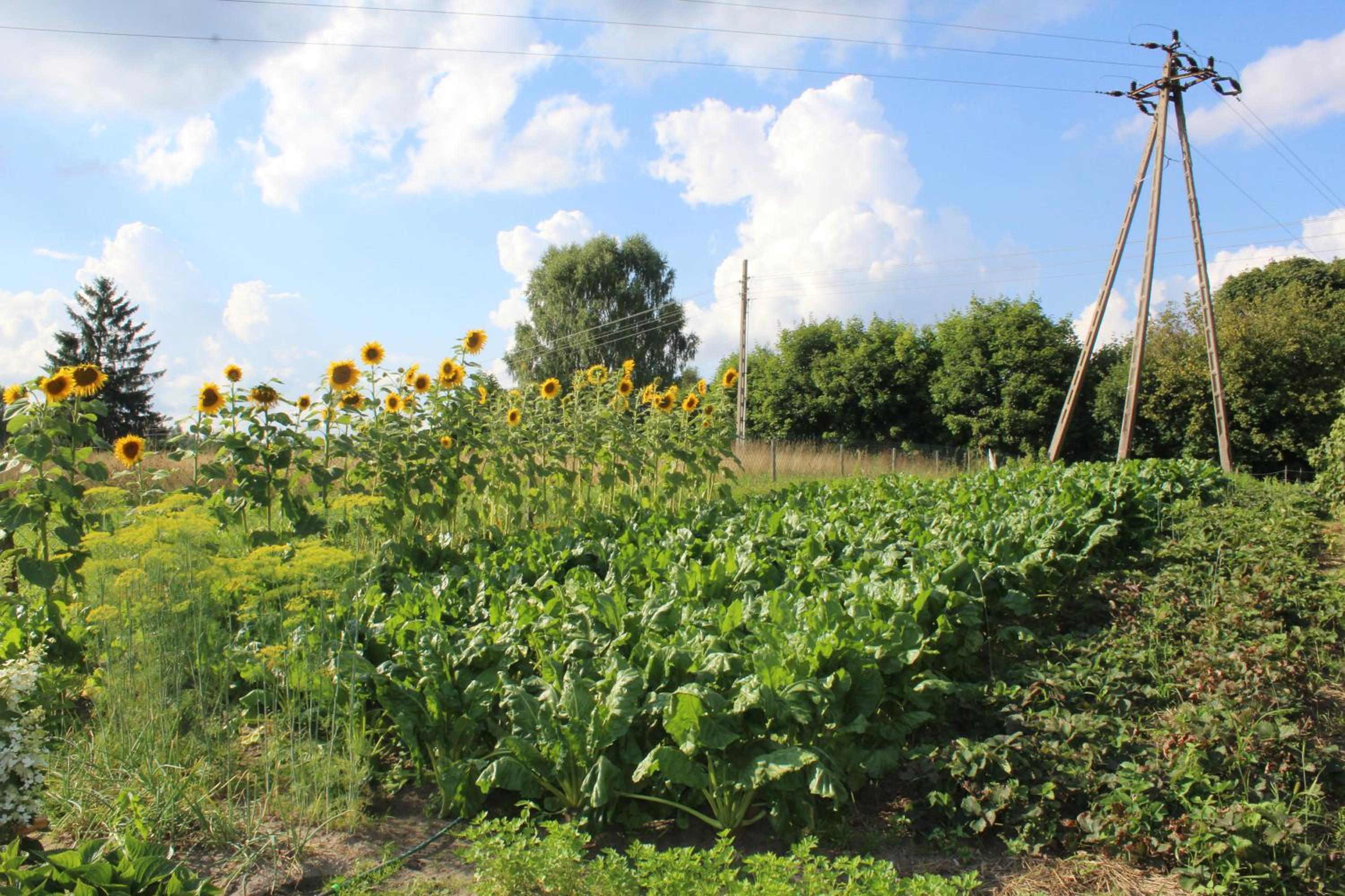 Photo 43