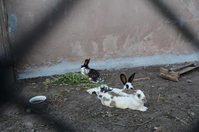 Photo 47