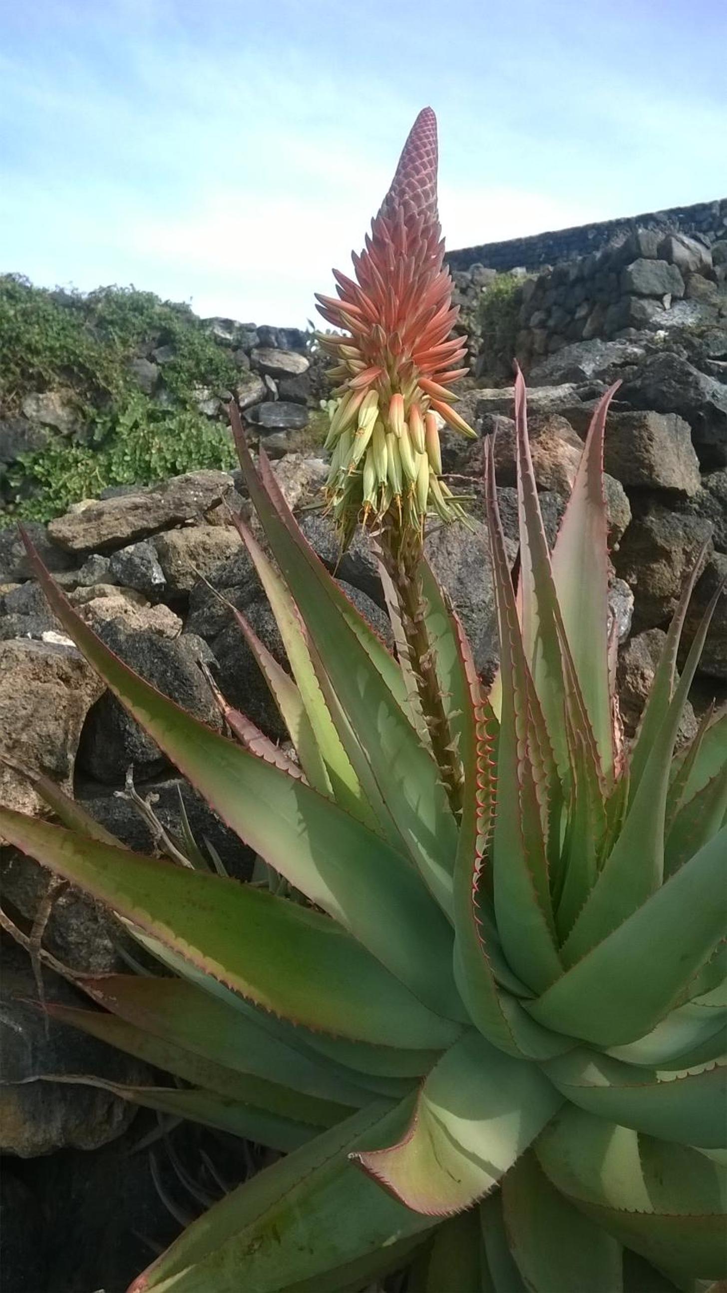La Palma en Pantelleria