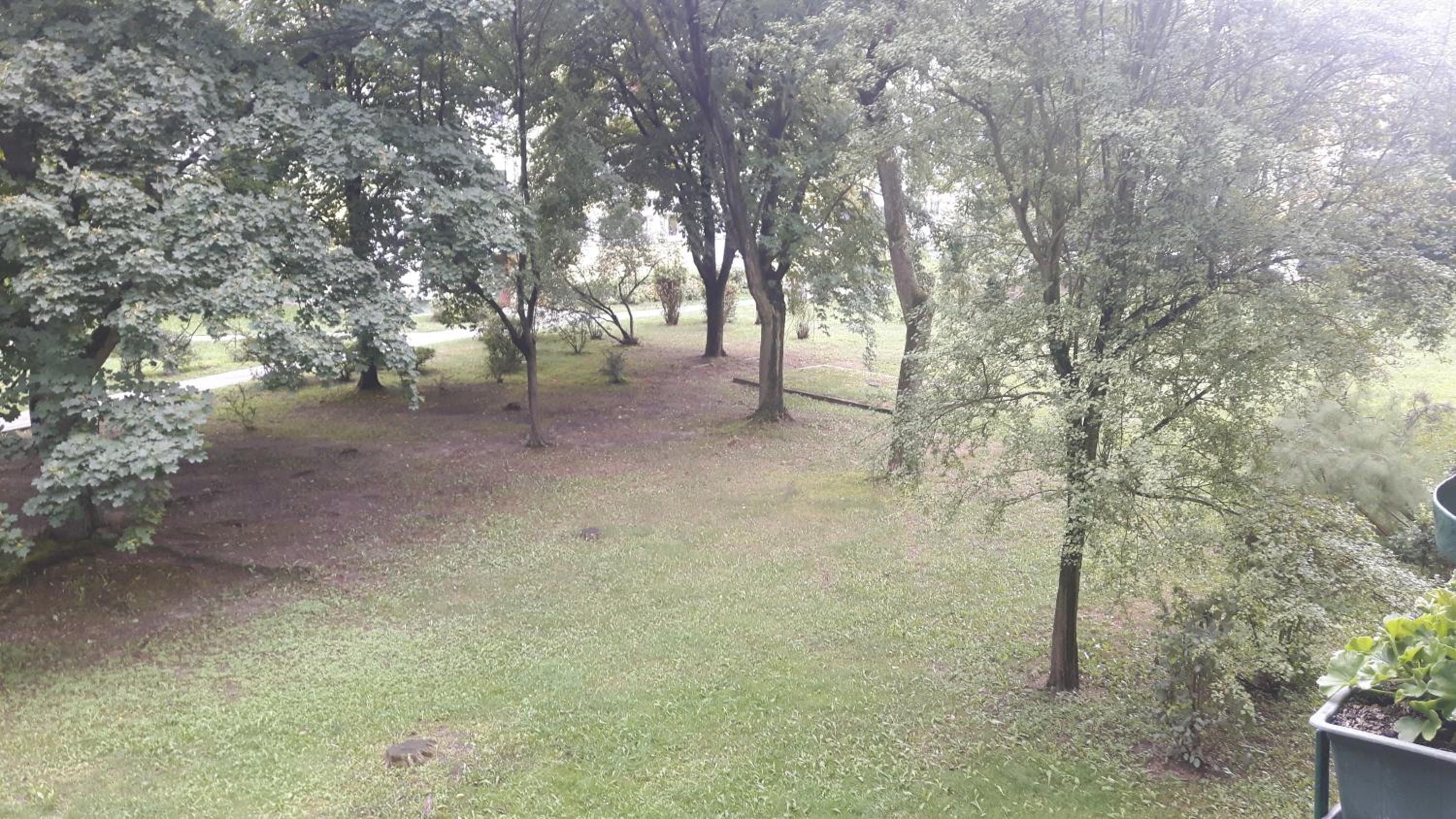 motylek