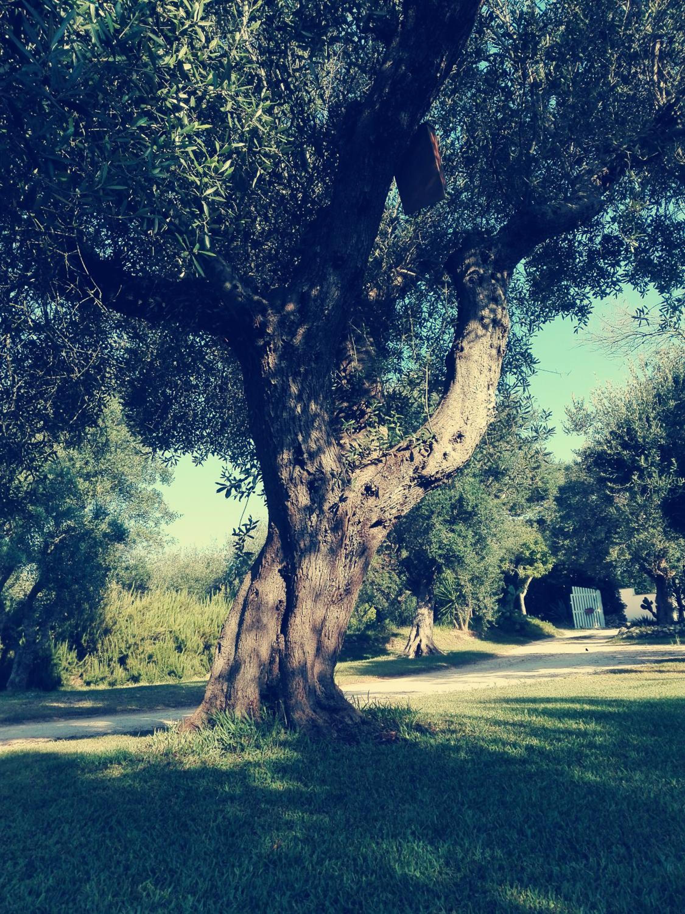 Agriturismo Massaro Pietro