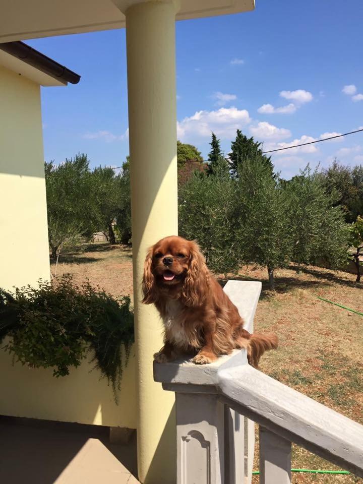 Kuća za odmor Dido Ive view 2