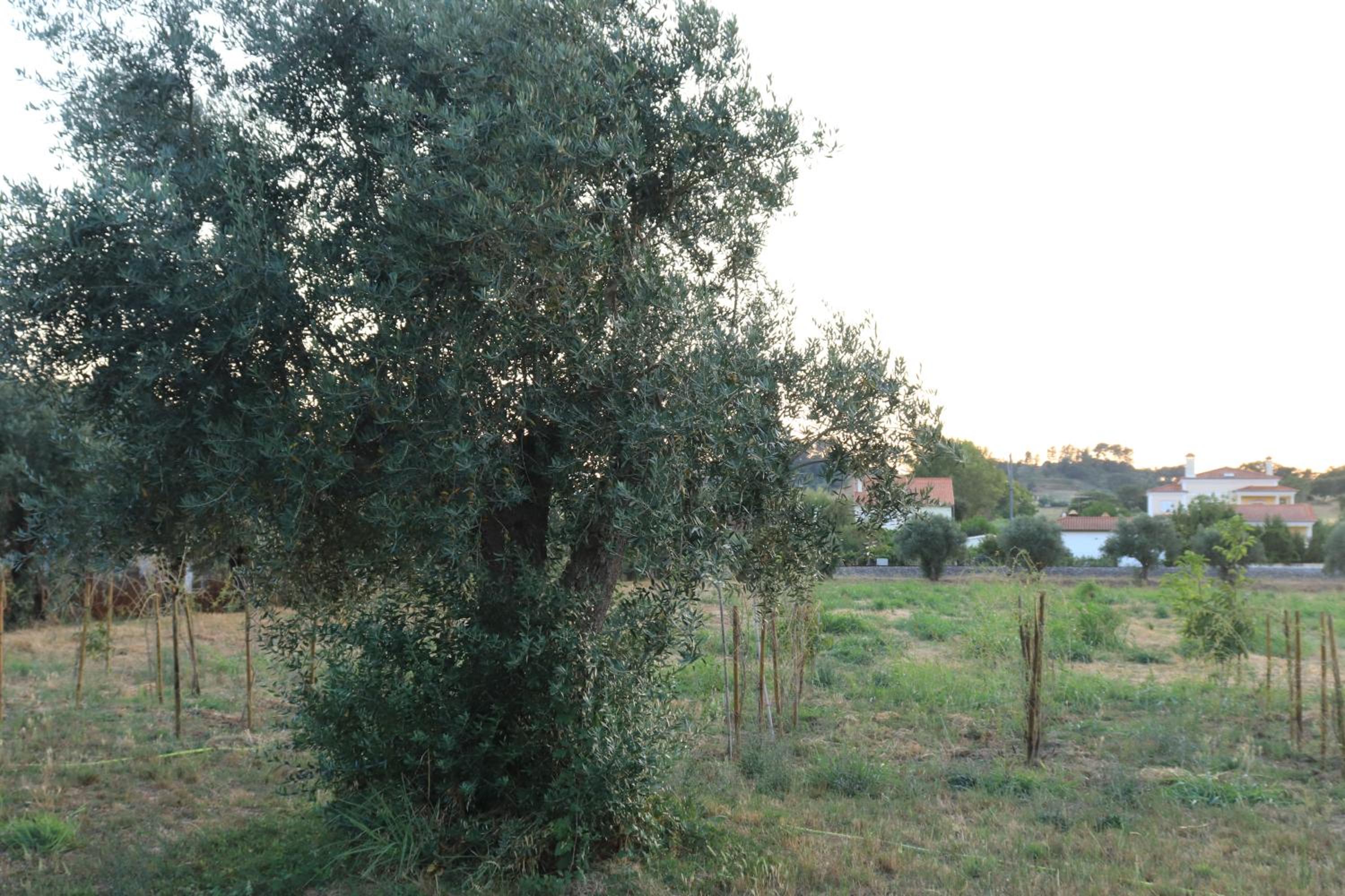 Photo 36