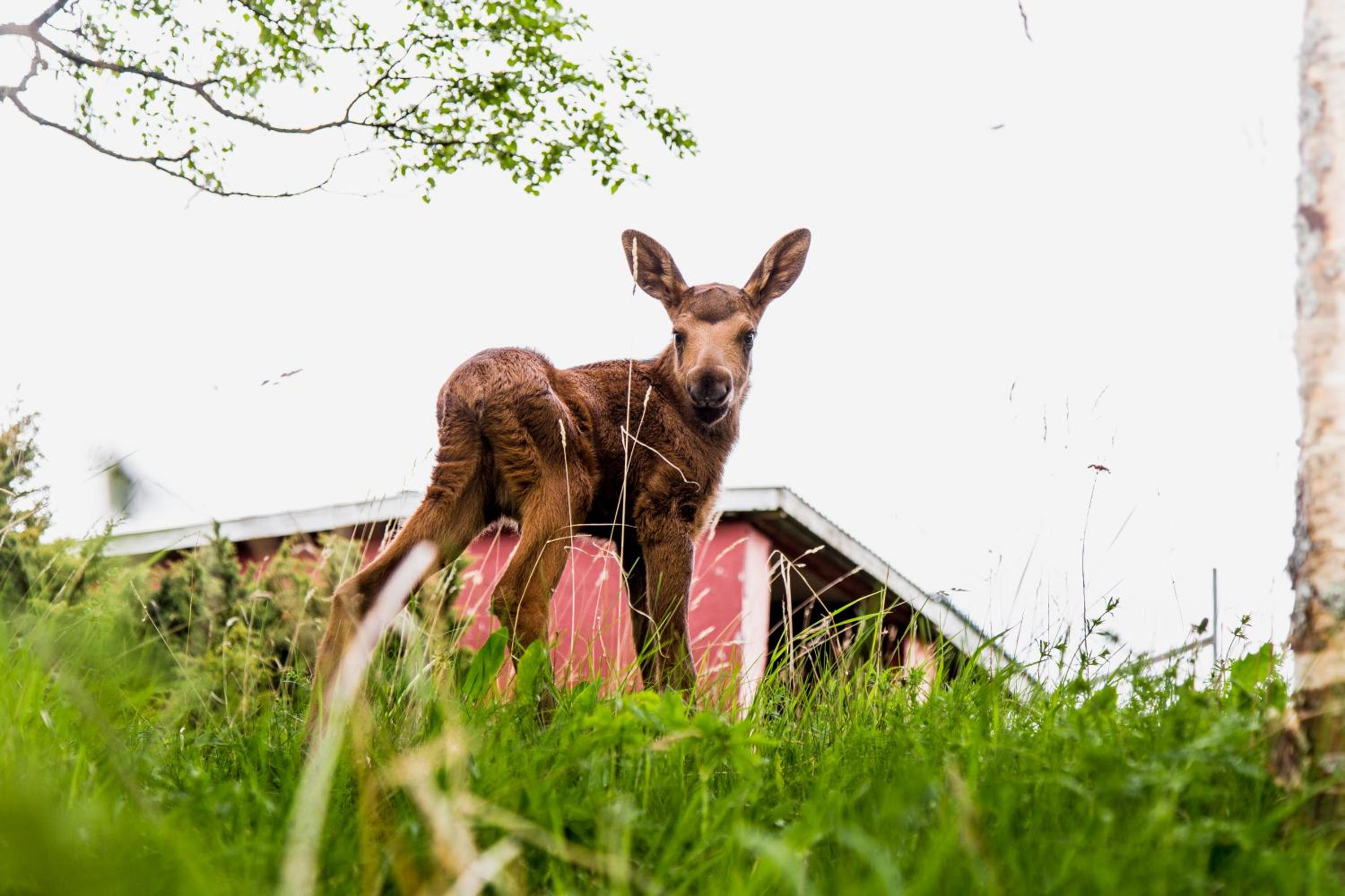 Moose Garden view 5
