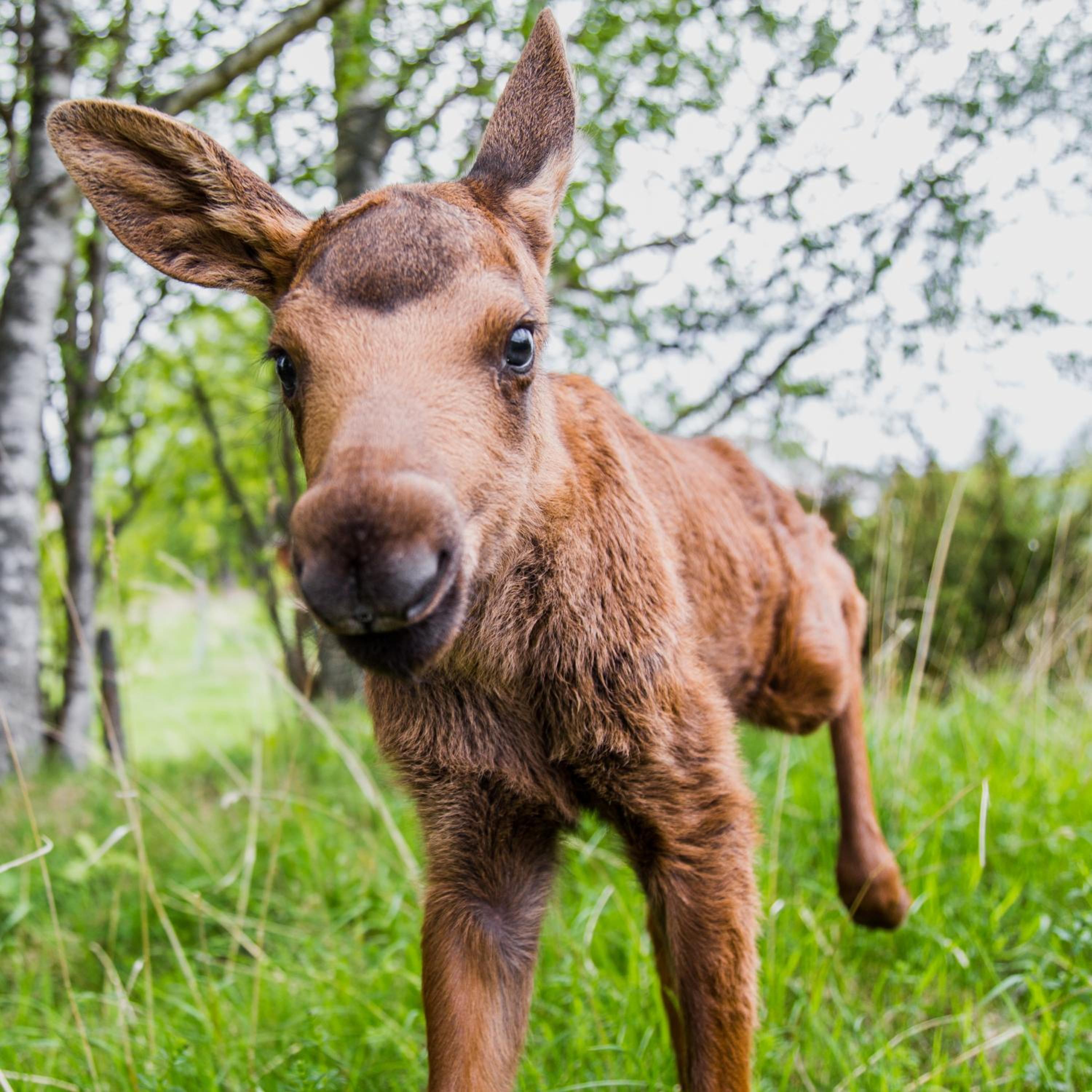 Moose Garden view 3