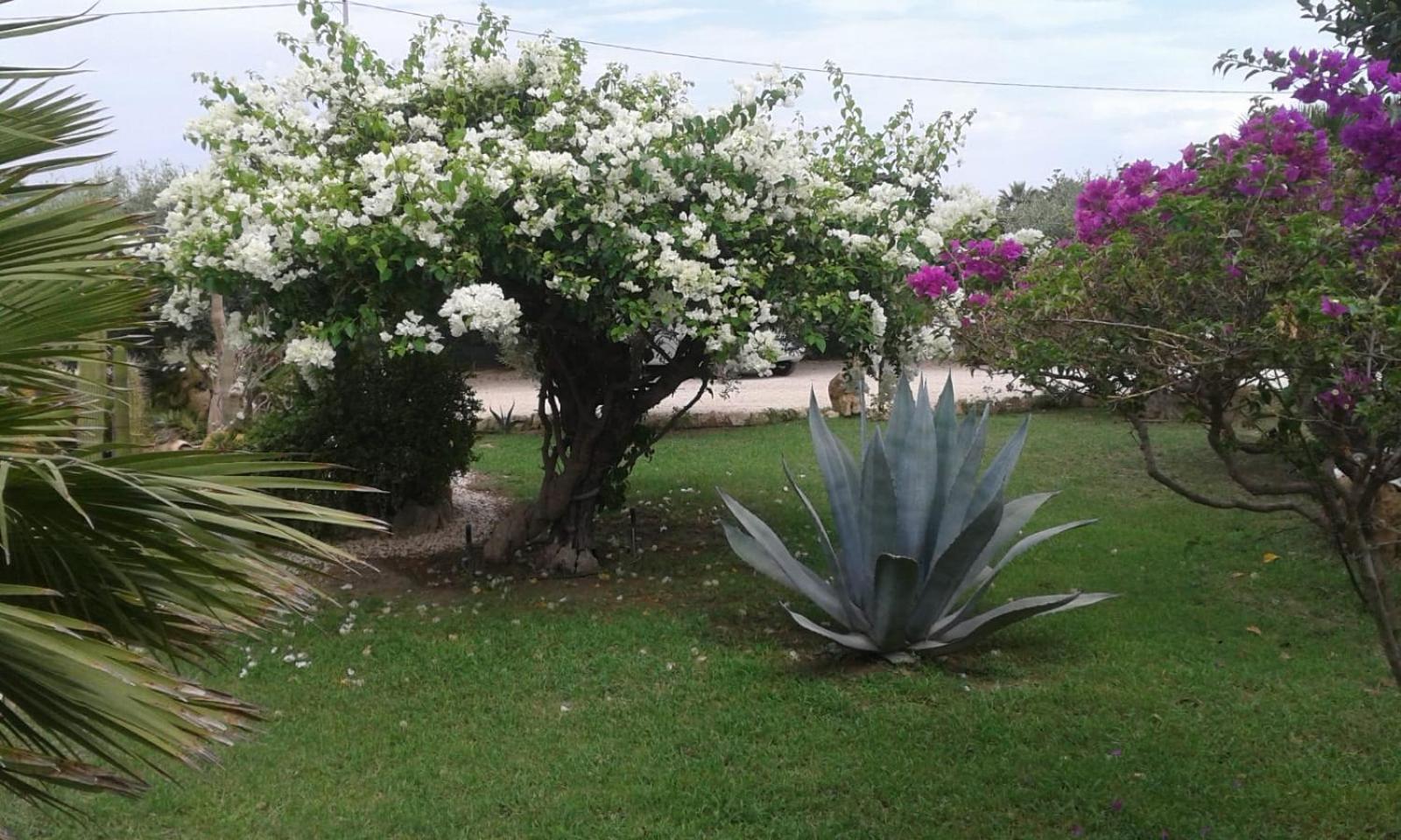 Lemalu'