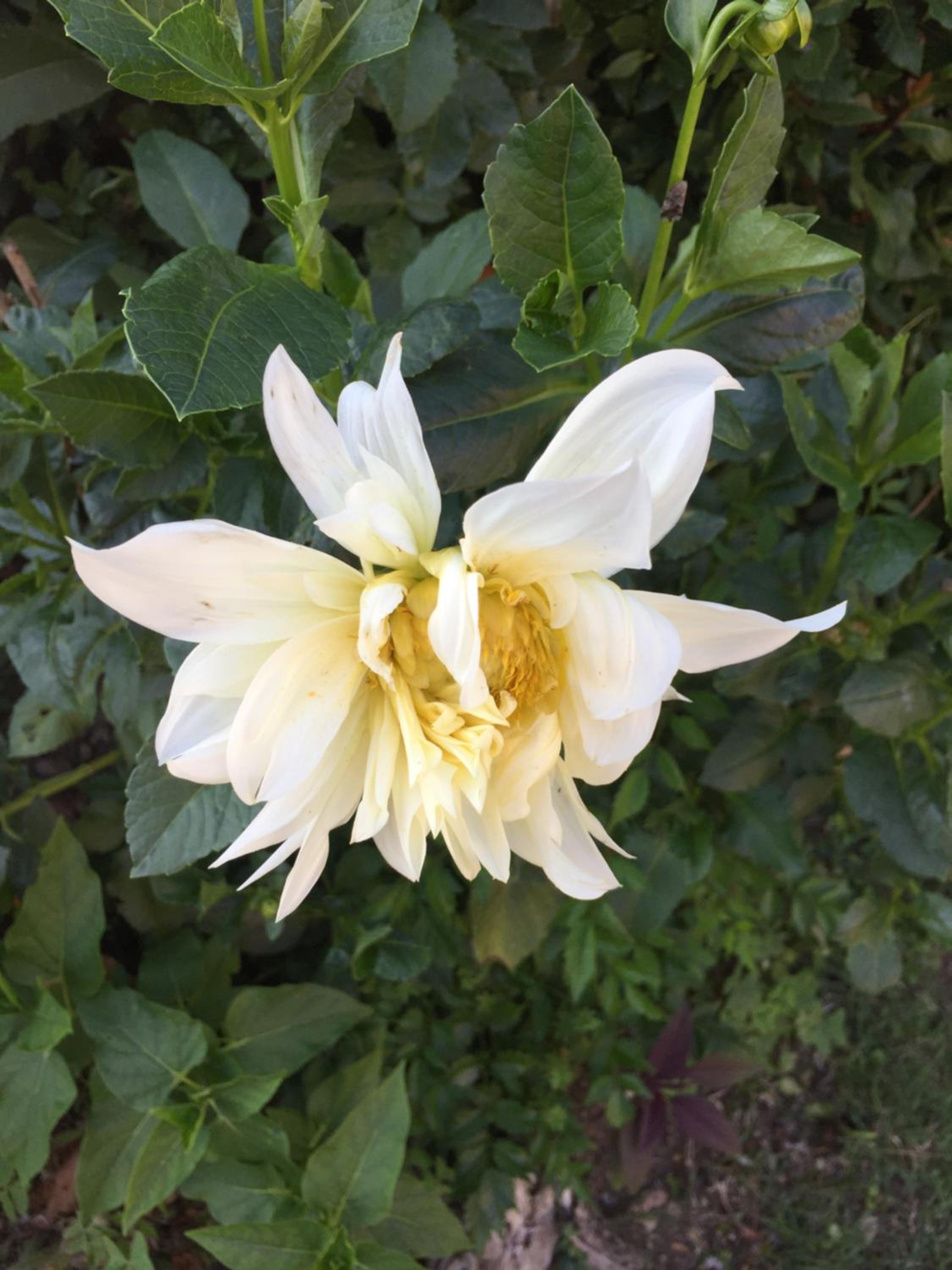 La Magnolia photo 2