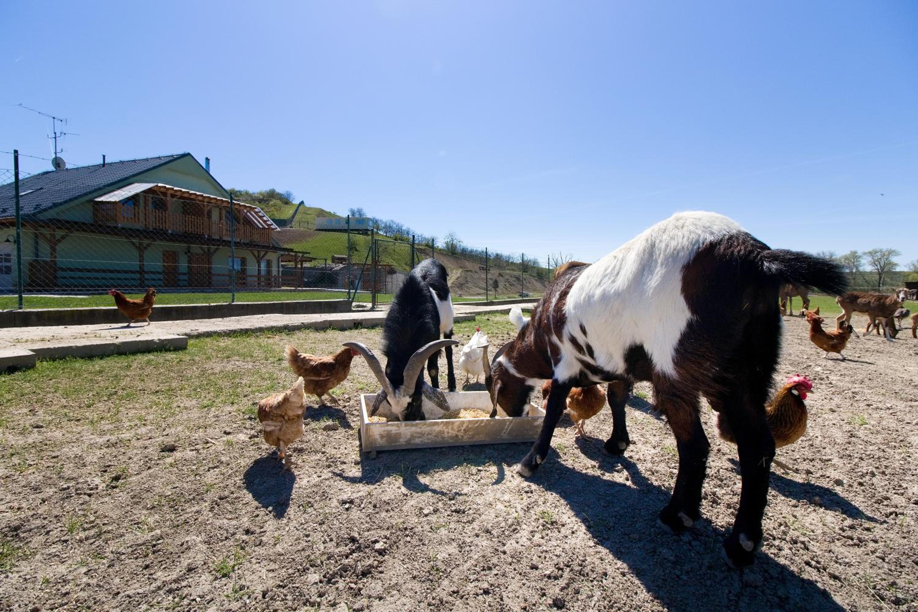 Apartmány na Farmě