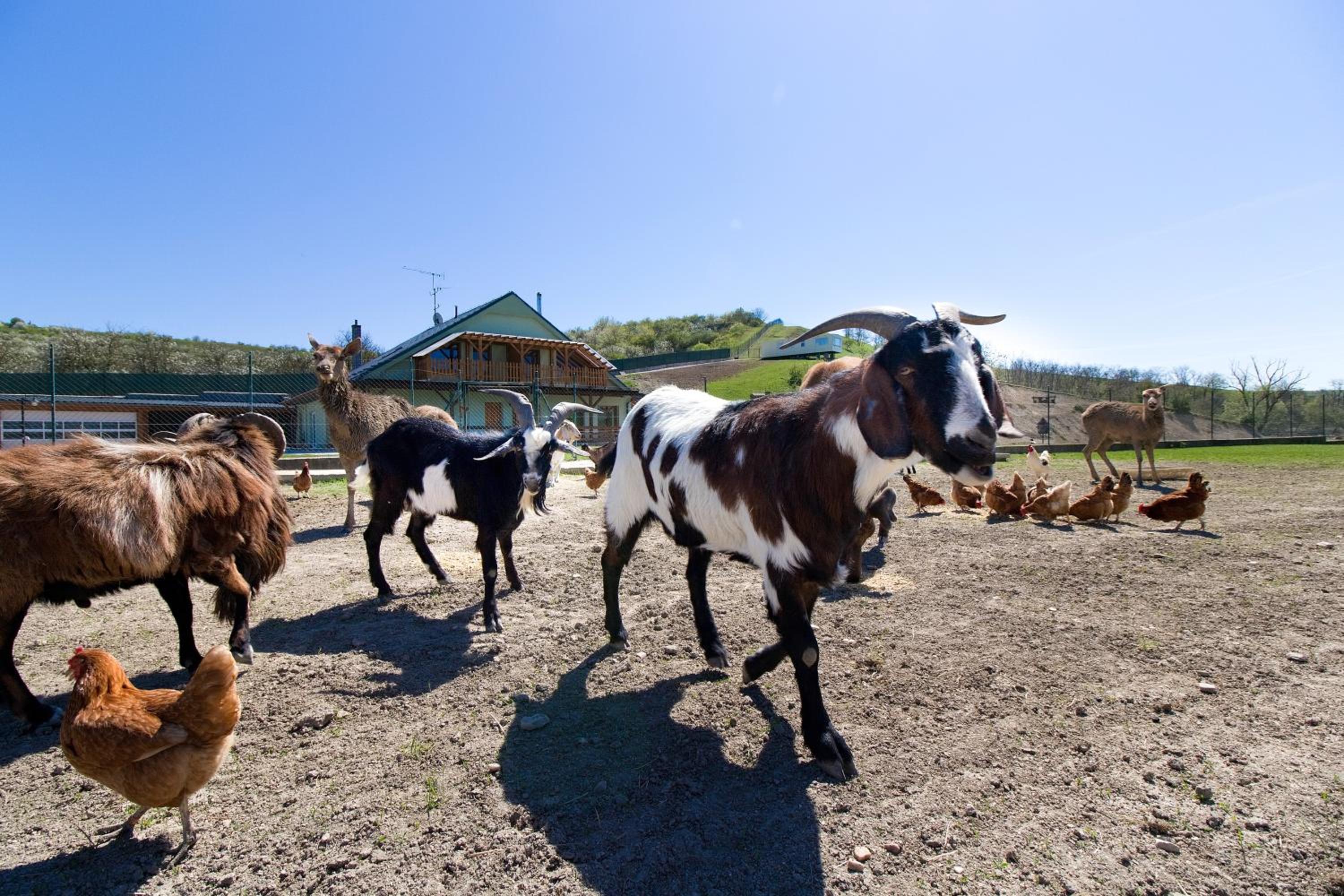 Apartmány na Farmě