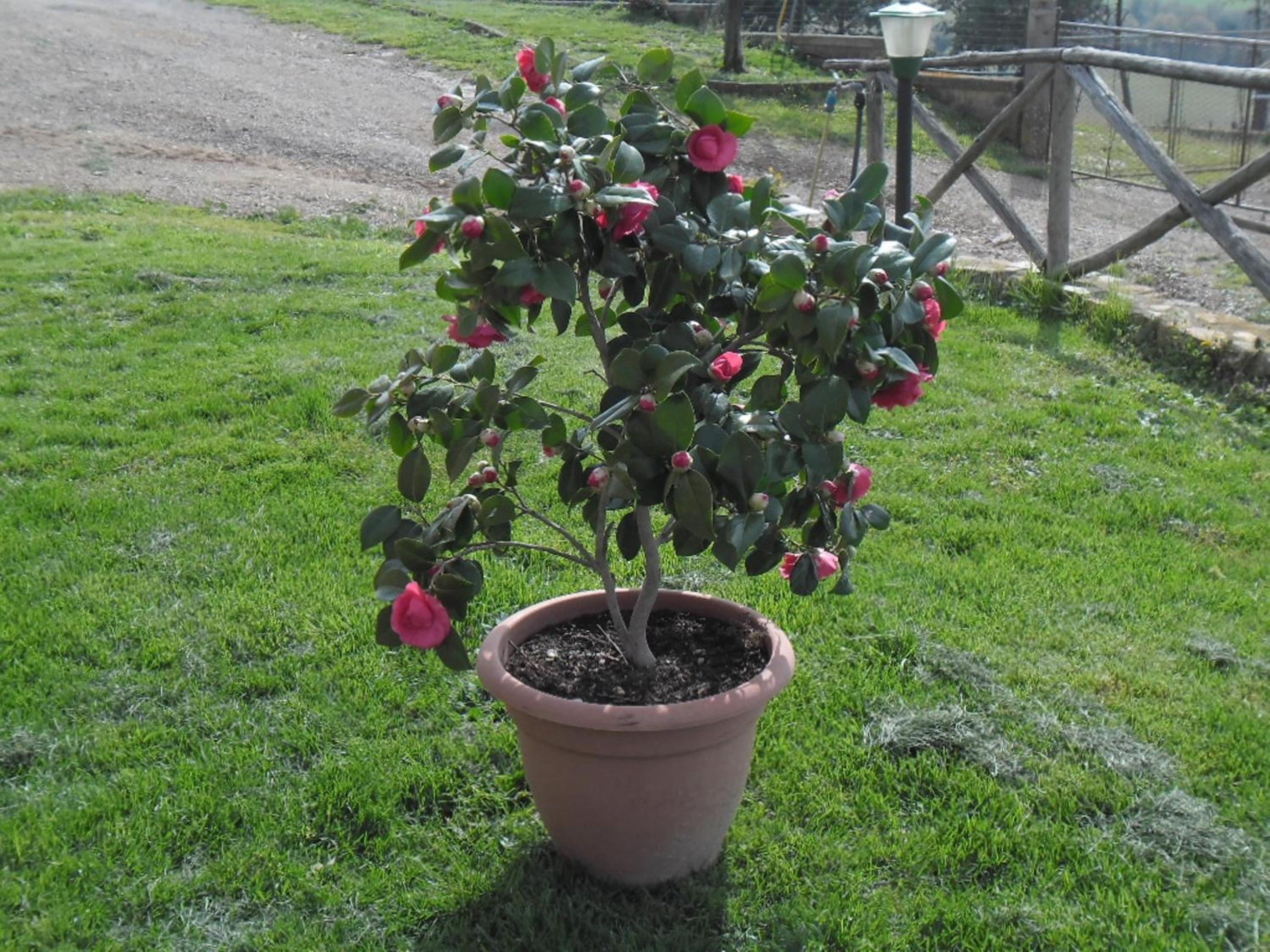 Poggio Petrella
