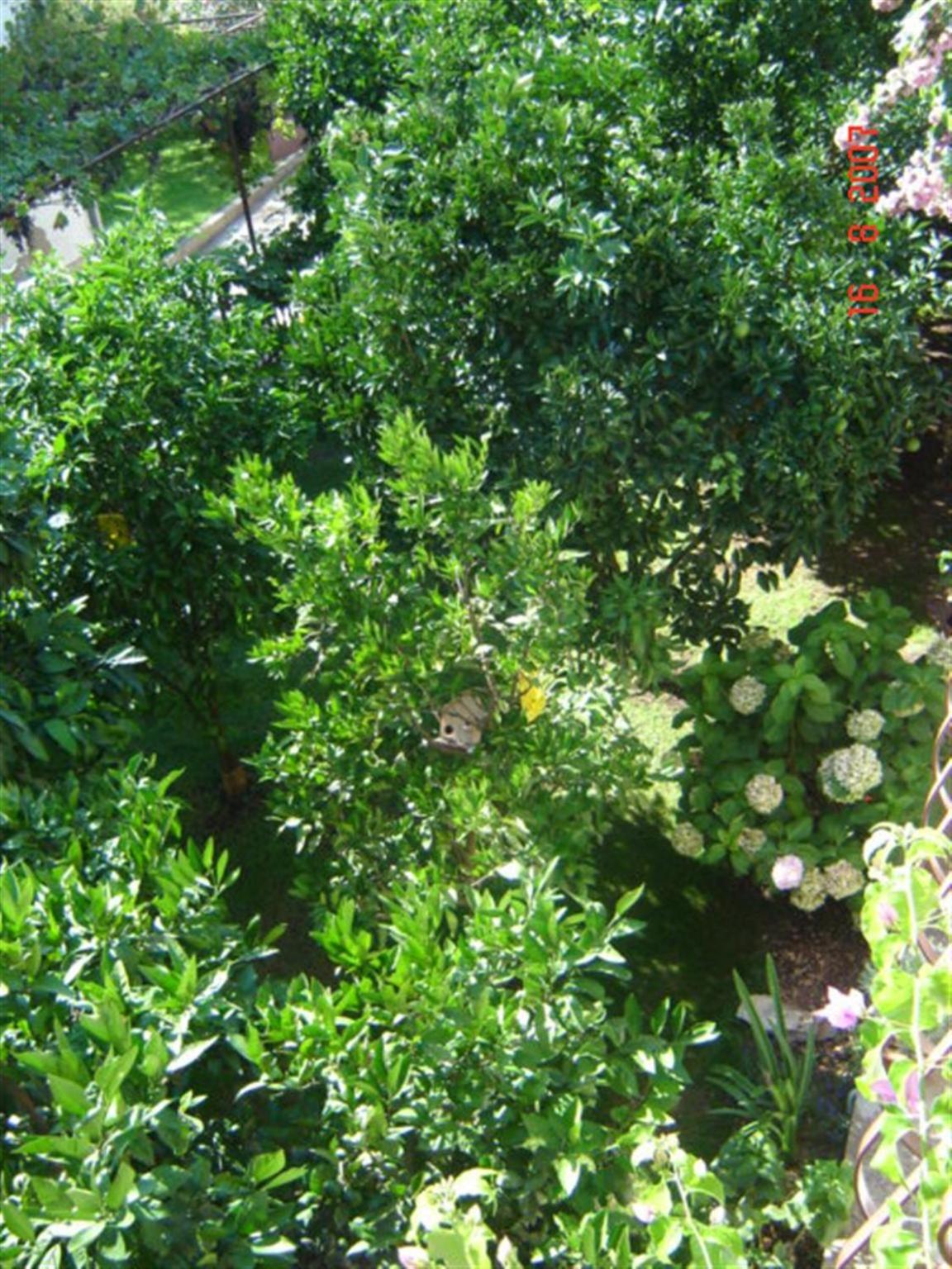 Photo 45