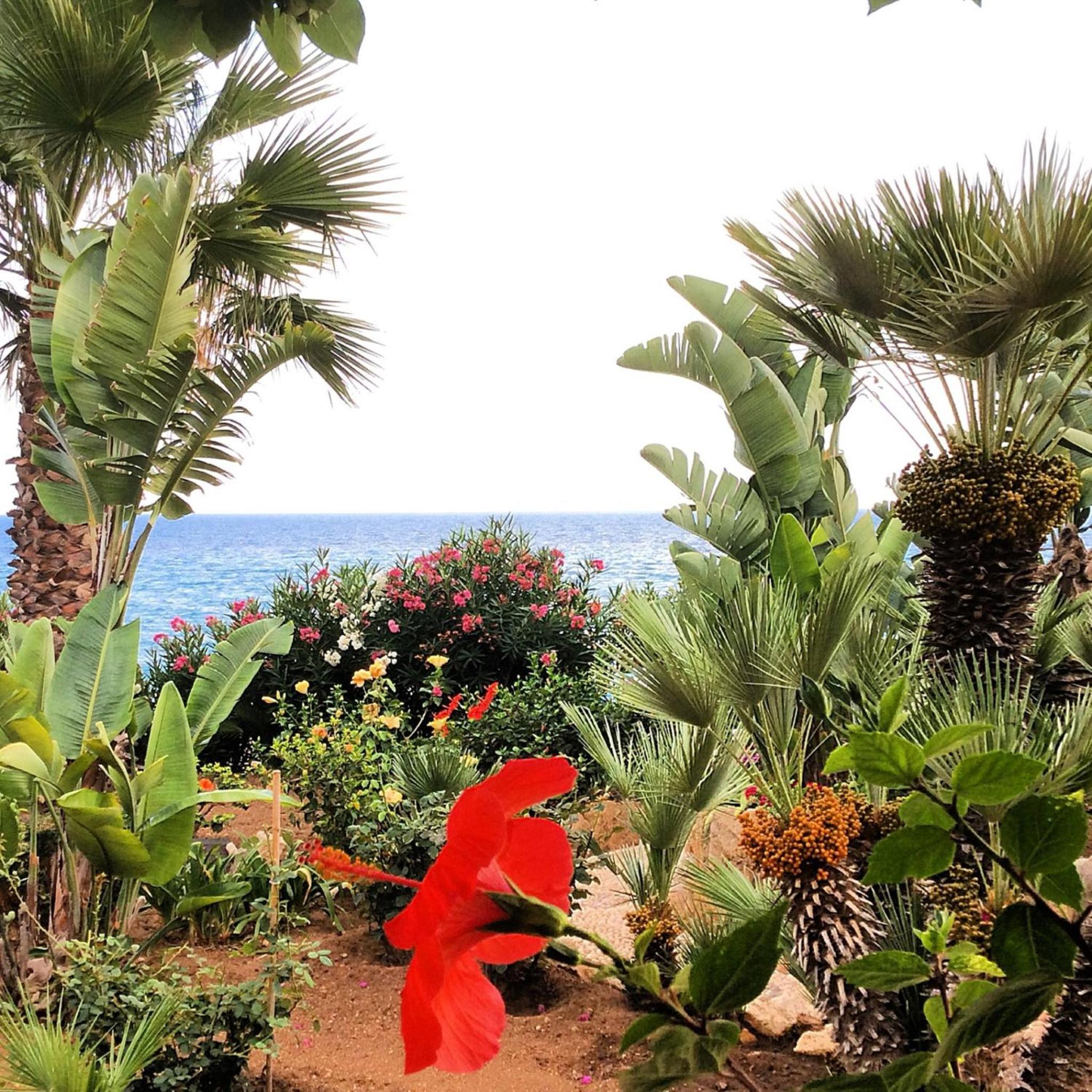Villa giardino sul mare photo 3