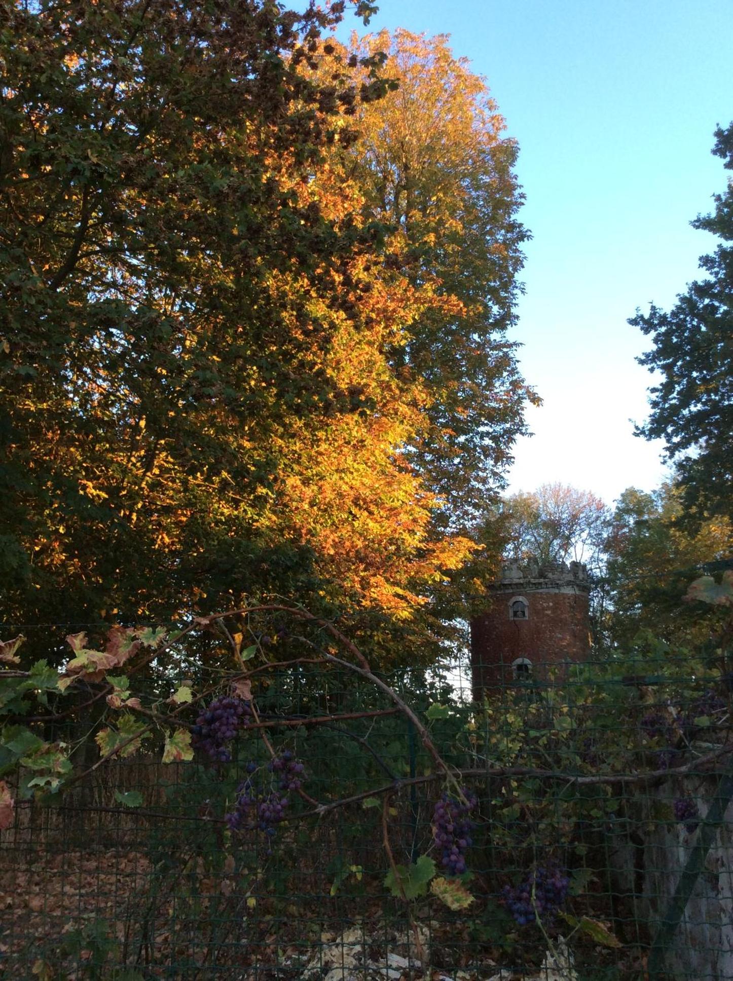 The Travelers' Elm view 3