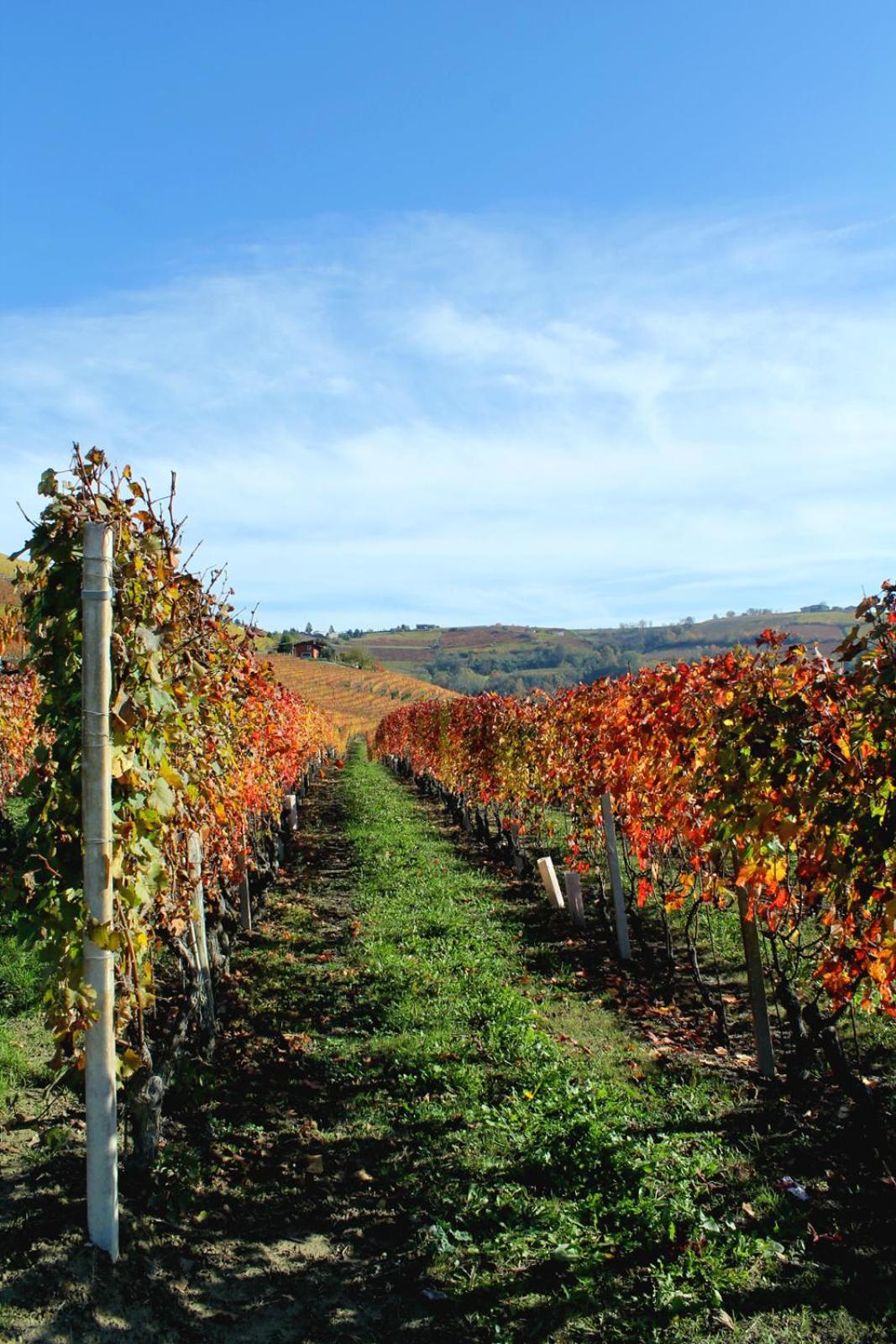 Agriturismo Il Bricco