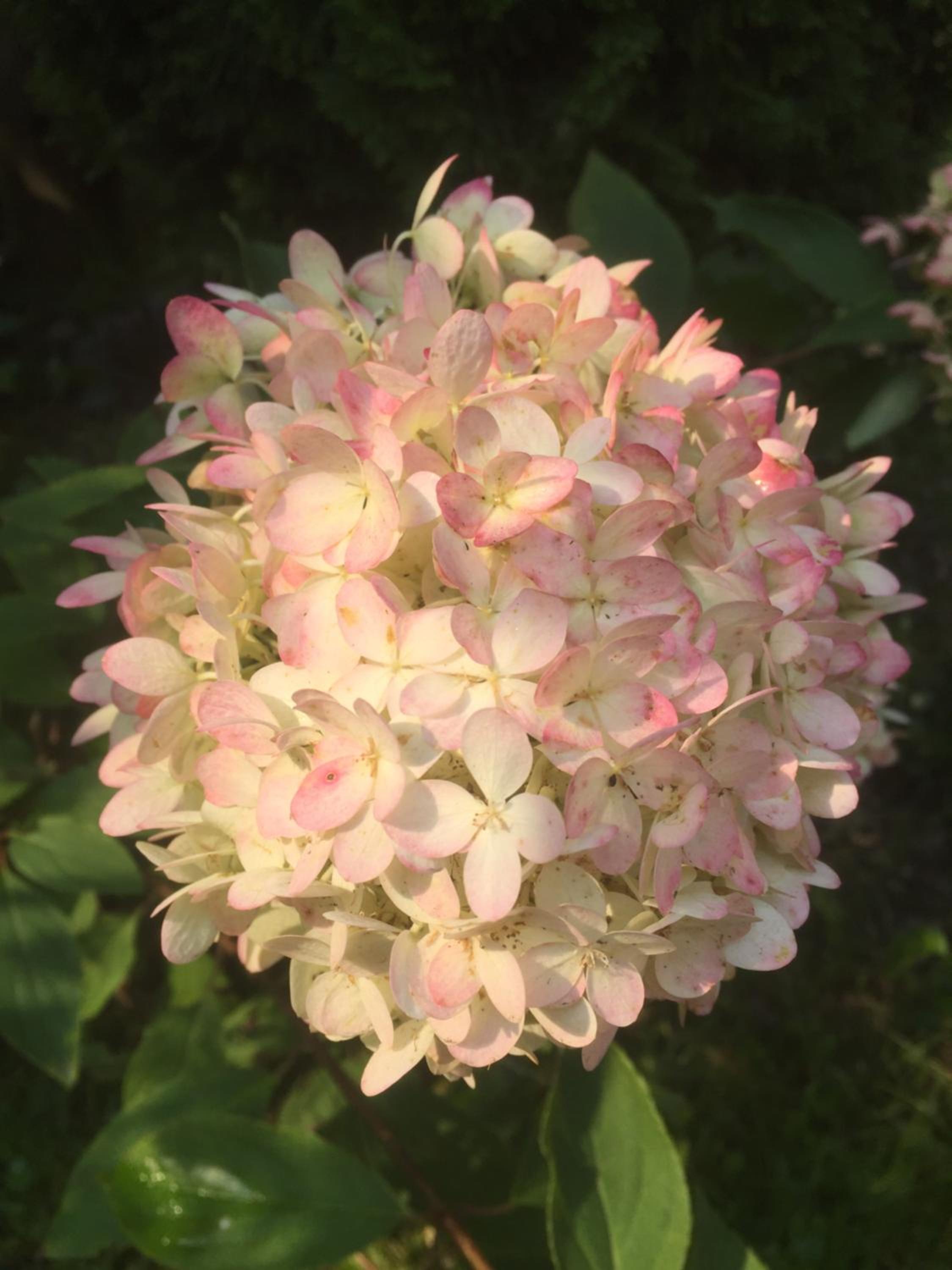 Photo 41