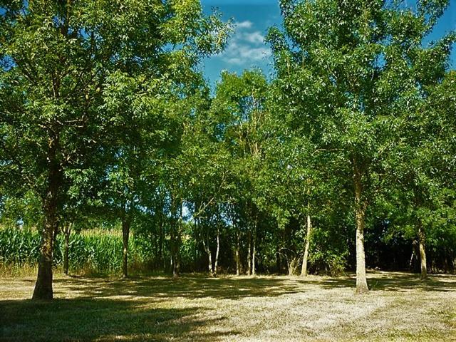 Photo 24