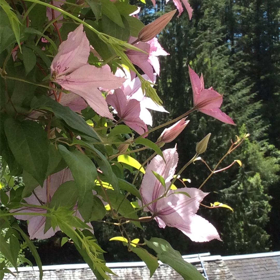 Photo 44